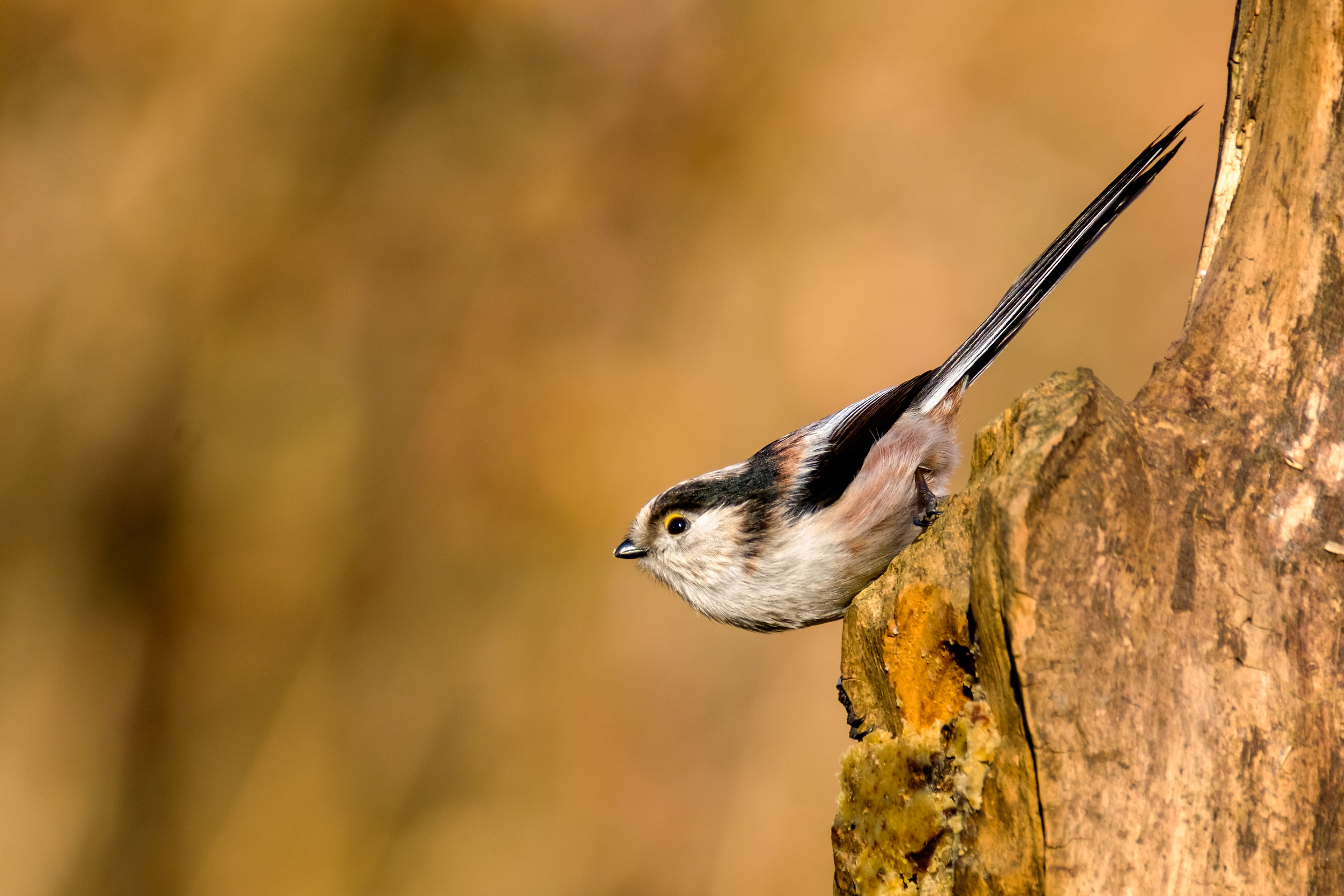 Codibugnolo - Aegithalos Caudatus
