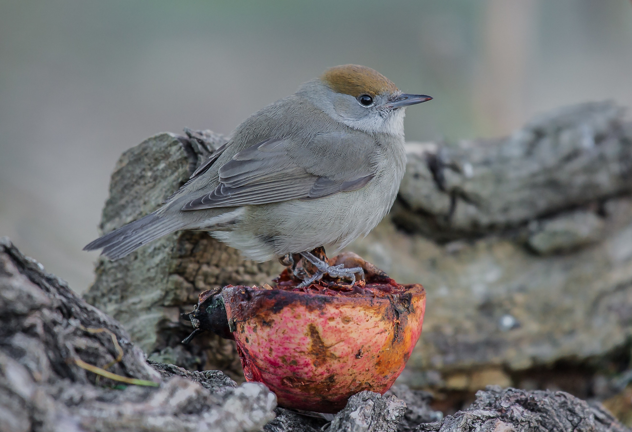blackcap