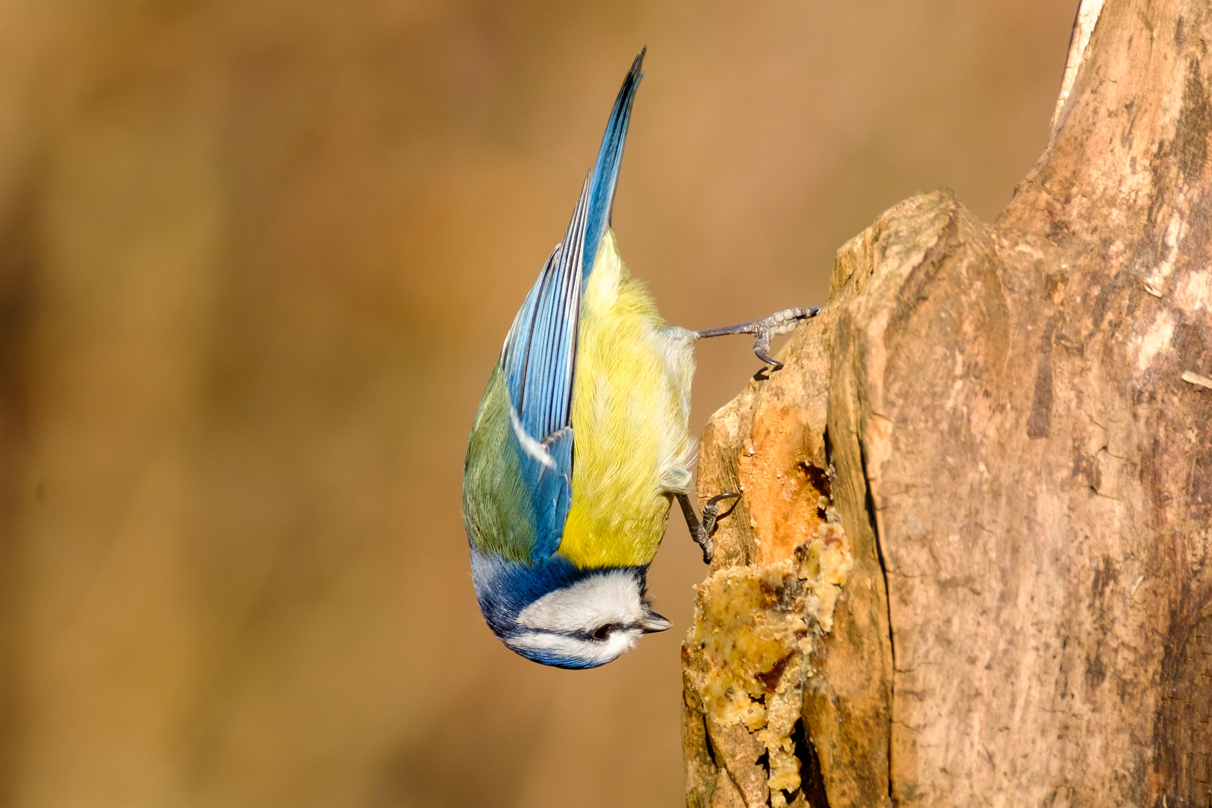 Cinciarella - Cyanistes caeruleus