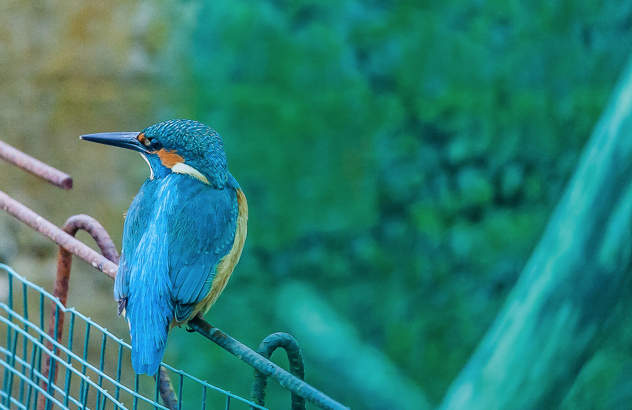 my first picture of Martin