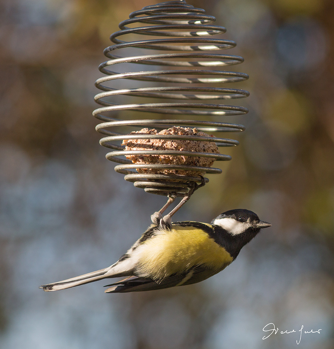 Great Tit