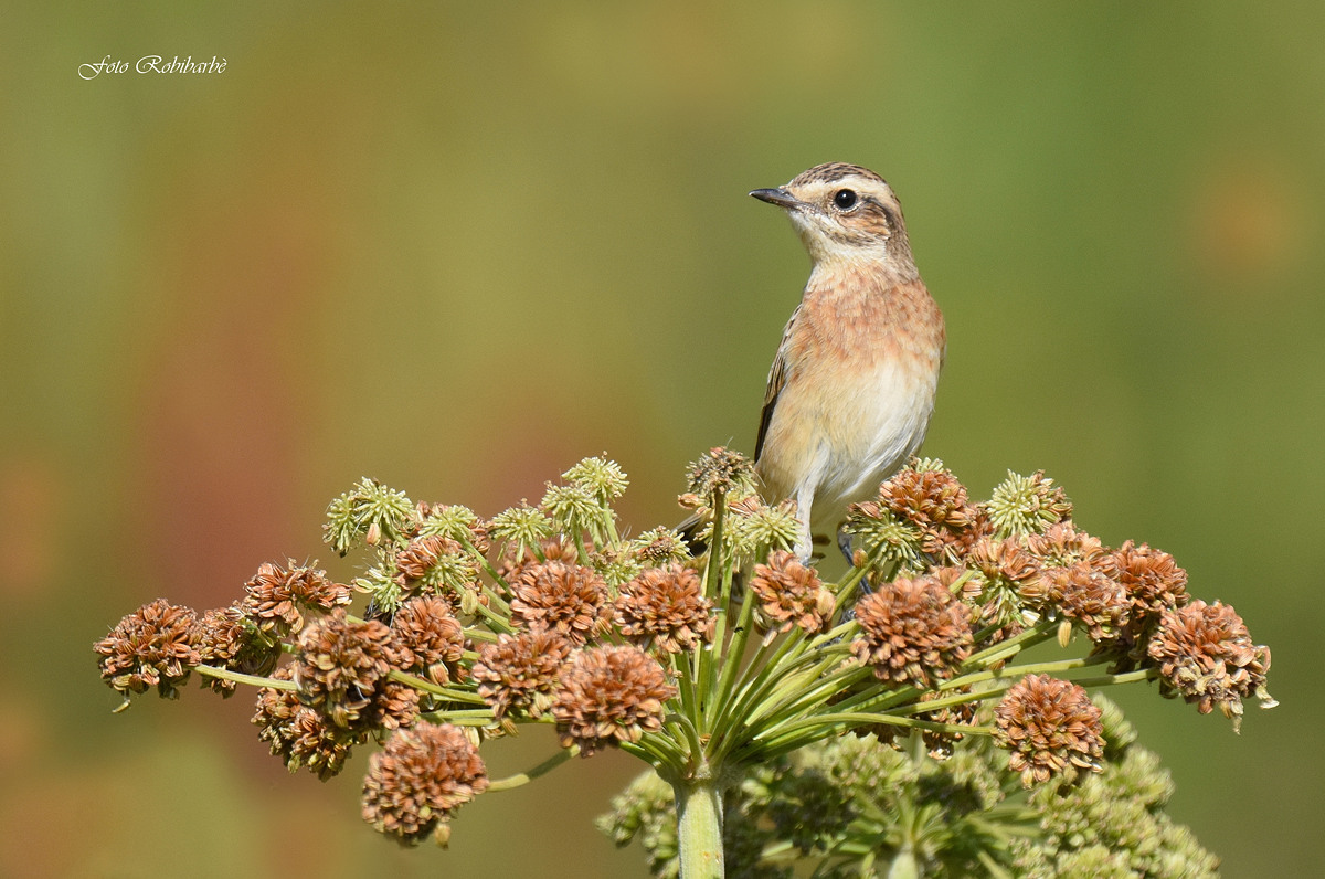 Stiaccino femmina...