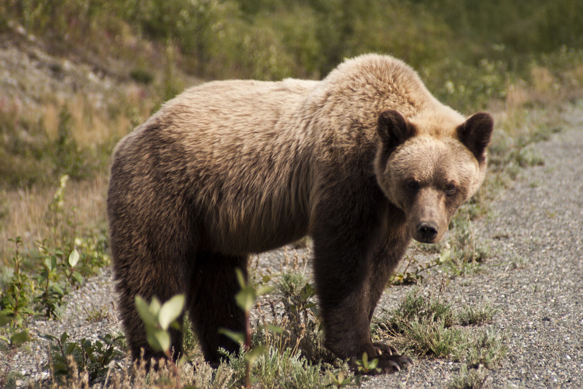 Il Grizzly visto in Yukon - Canada