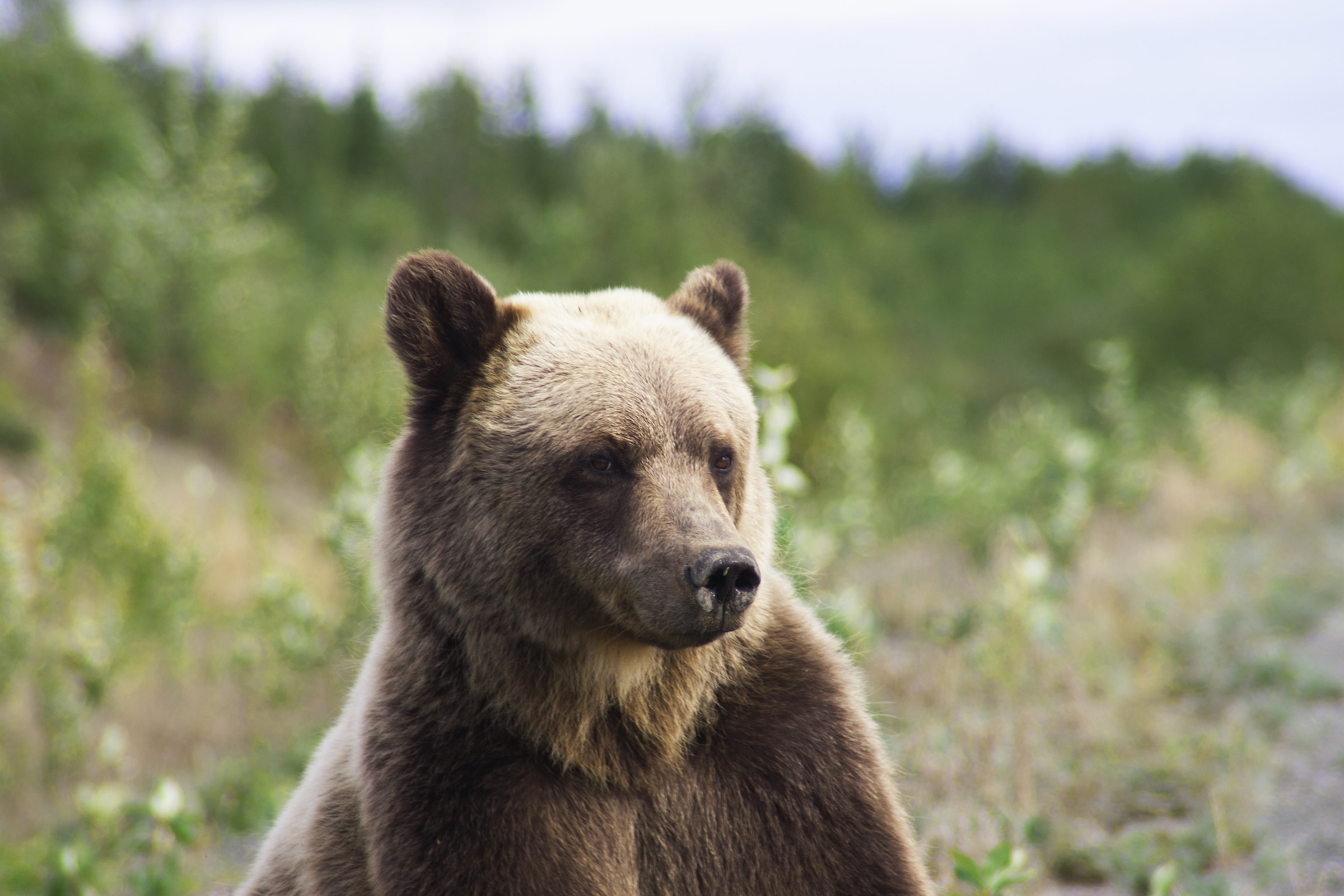 Il Grizzly visto in Yukon - Canada
