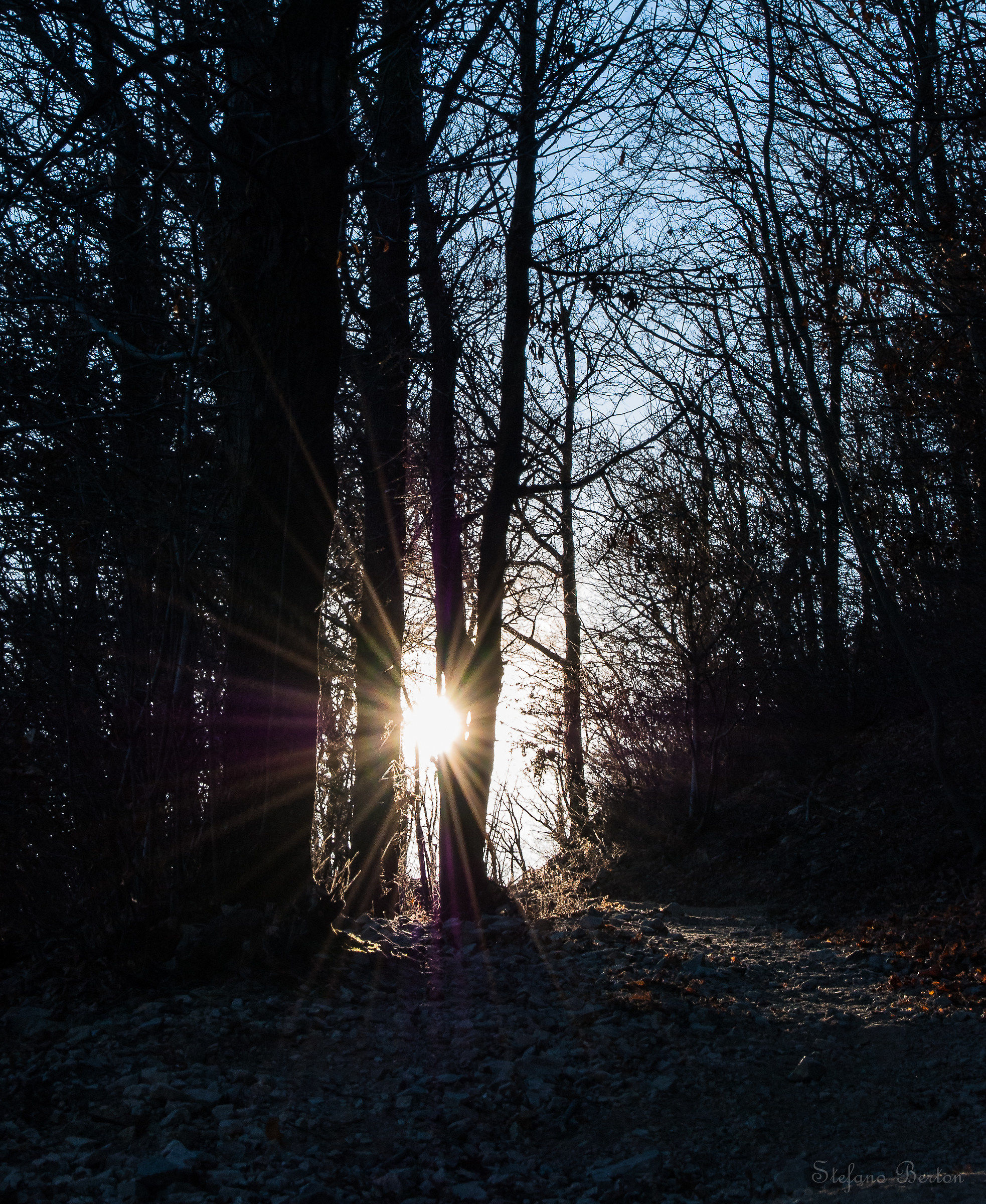 Between the trees and the sun