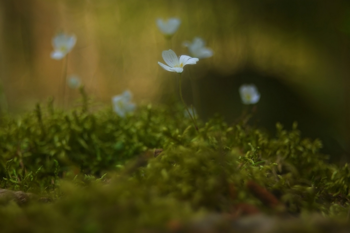 Resisti! La primavera sta arrivando!