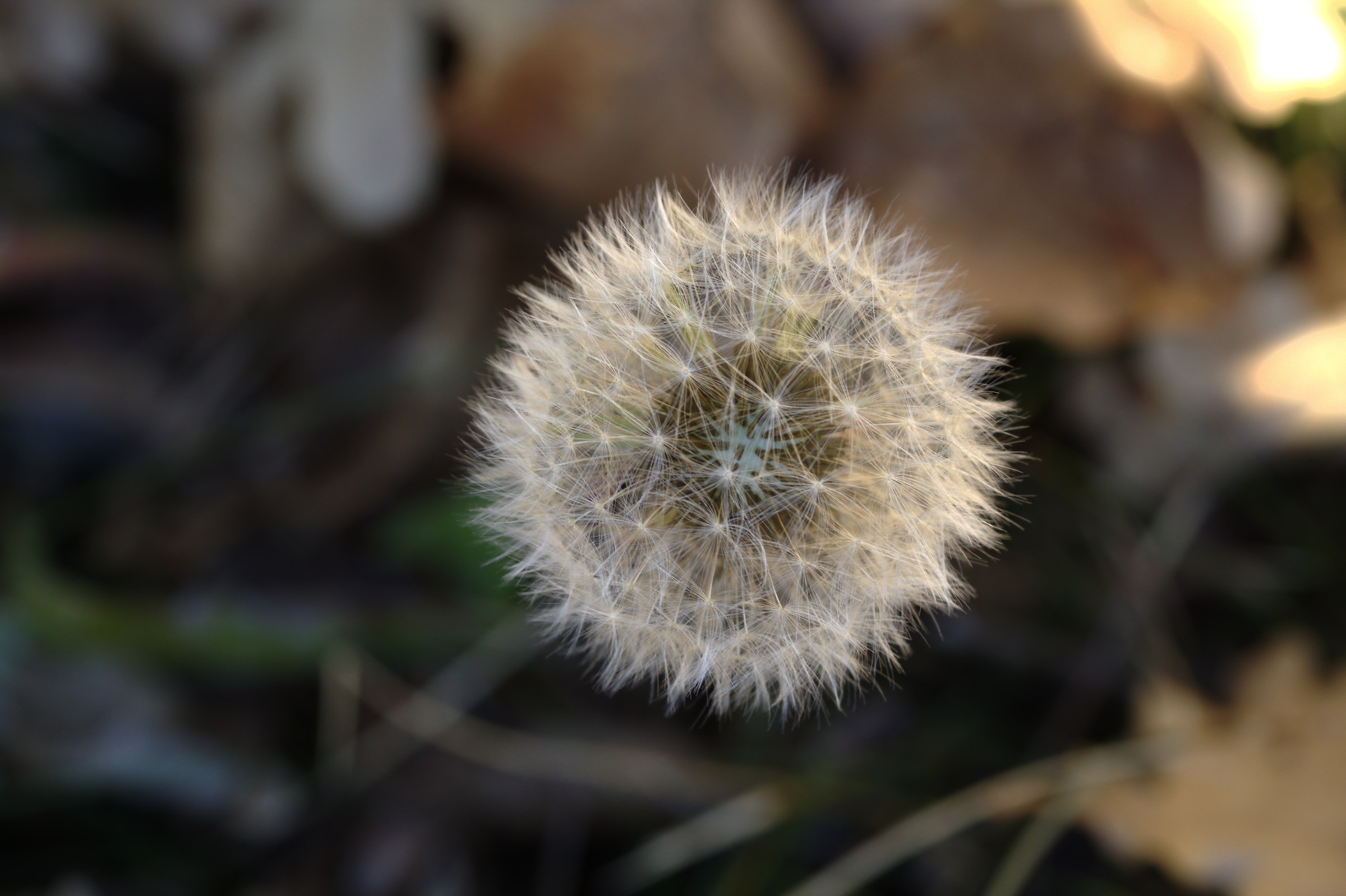 Taraxacum officinale