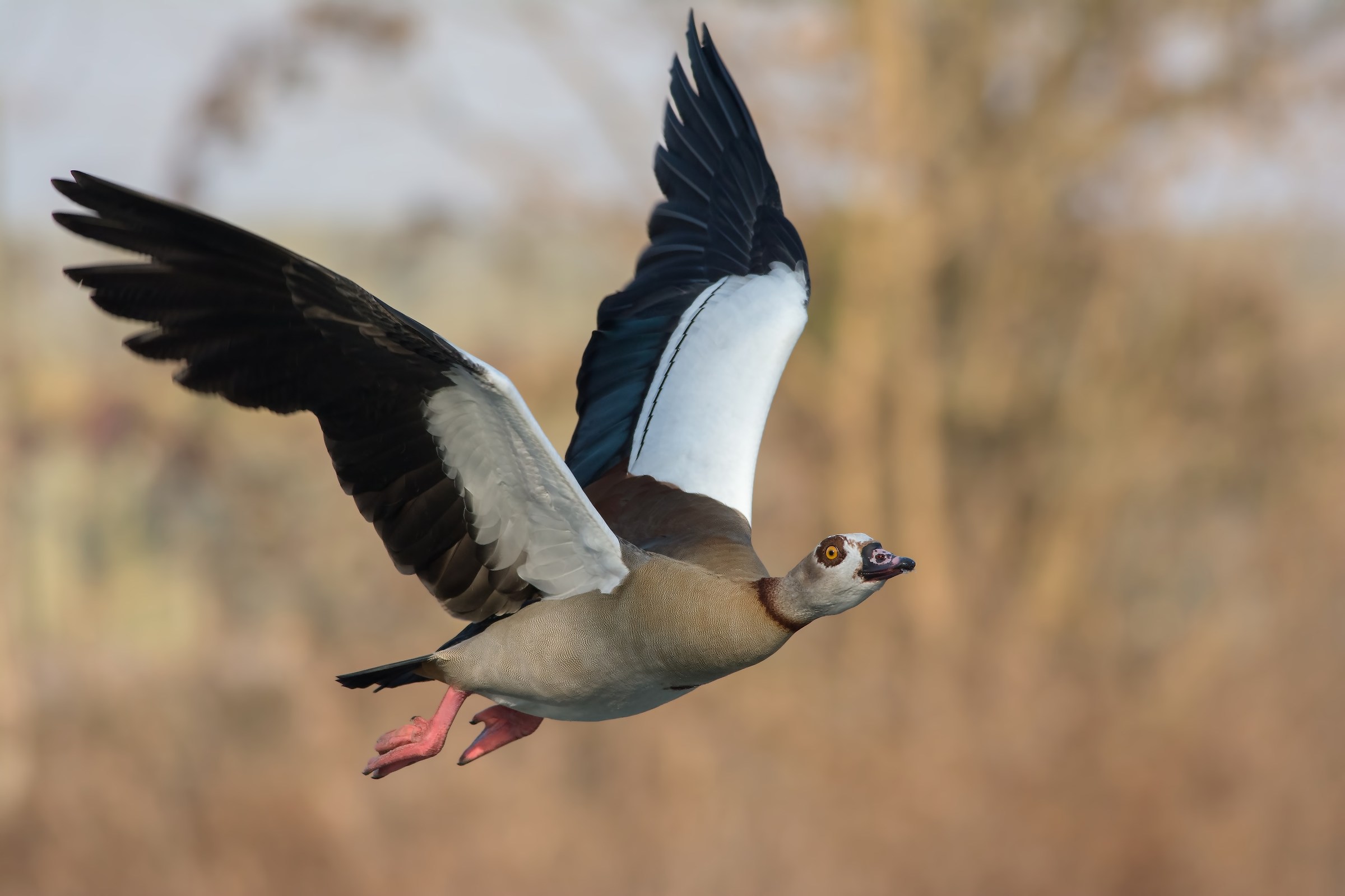 Egyptian goose