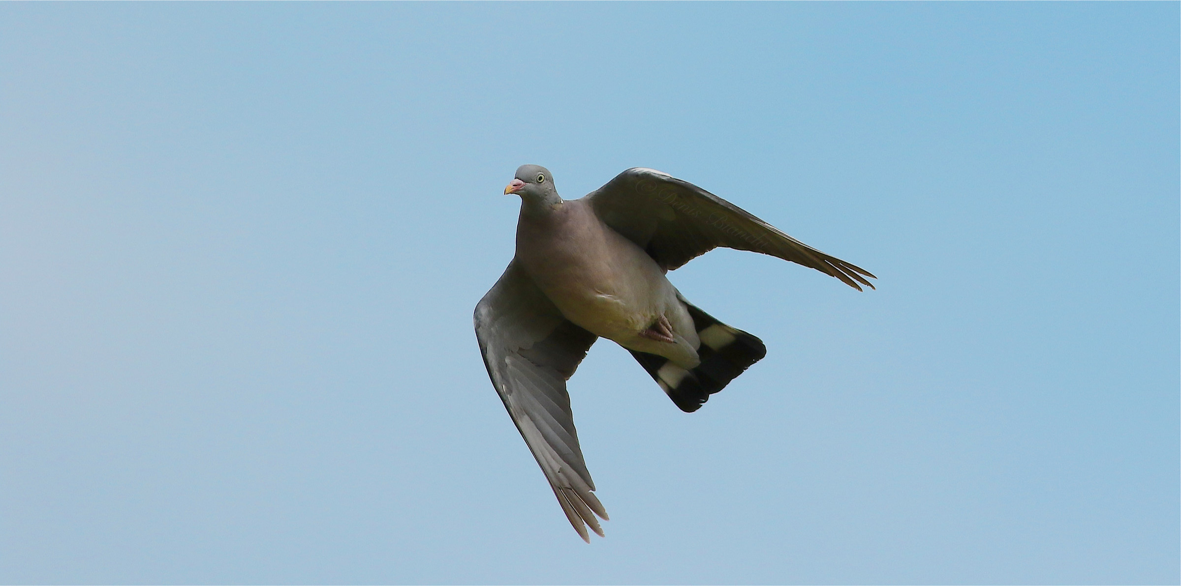 Primissimo piano di colombaccio al volo