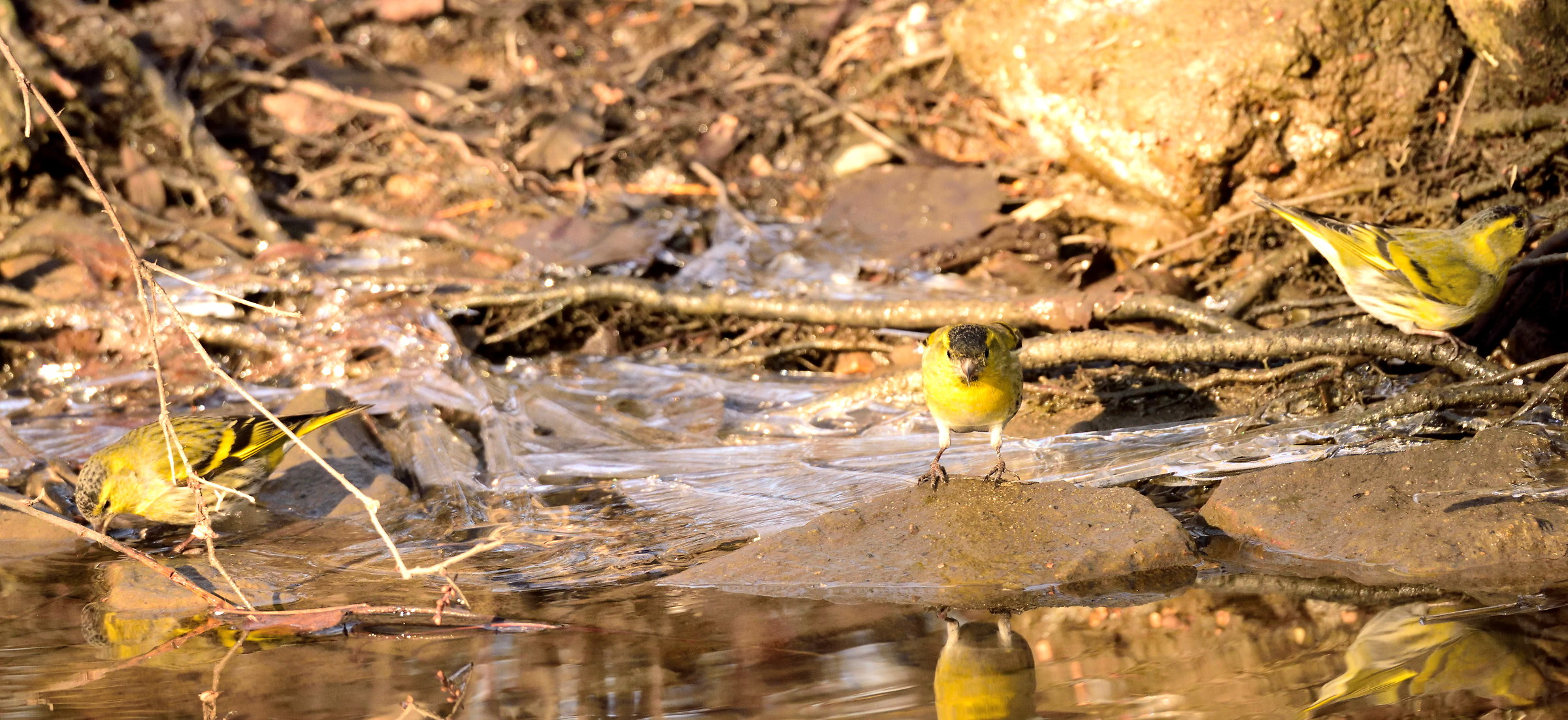 siskins to the bathroom
