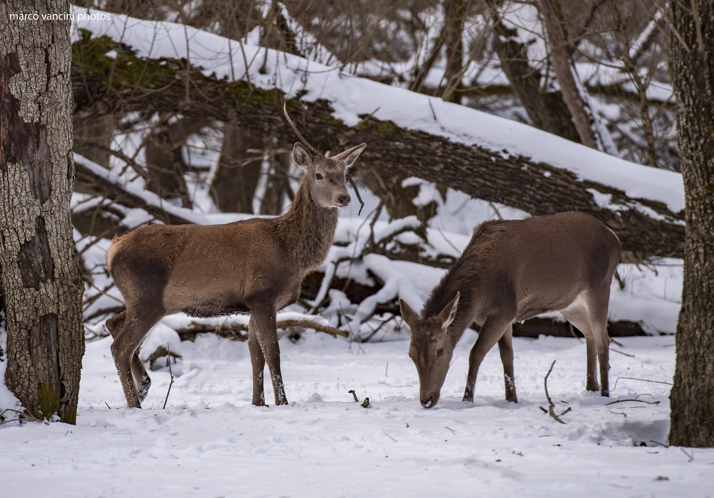 Cervi nella neve