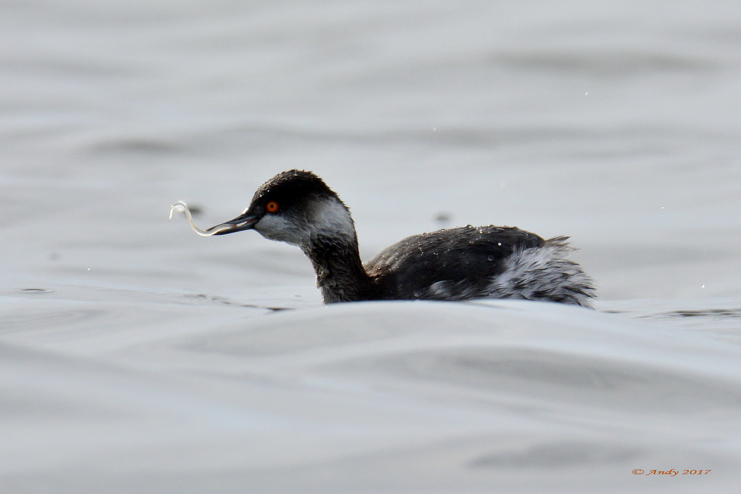 Grebe