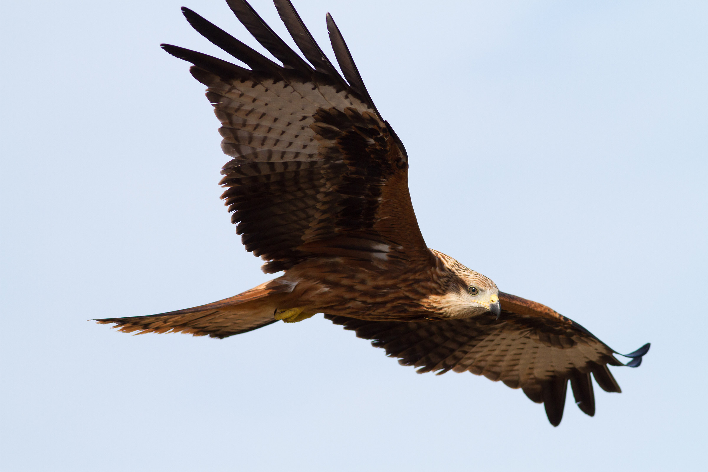 He always, the kite ...