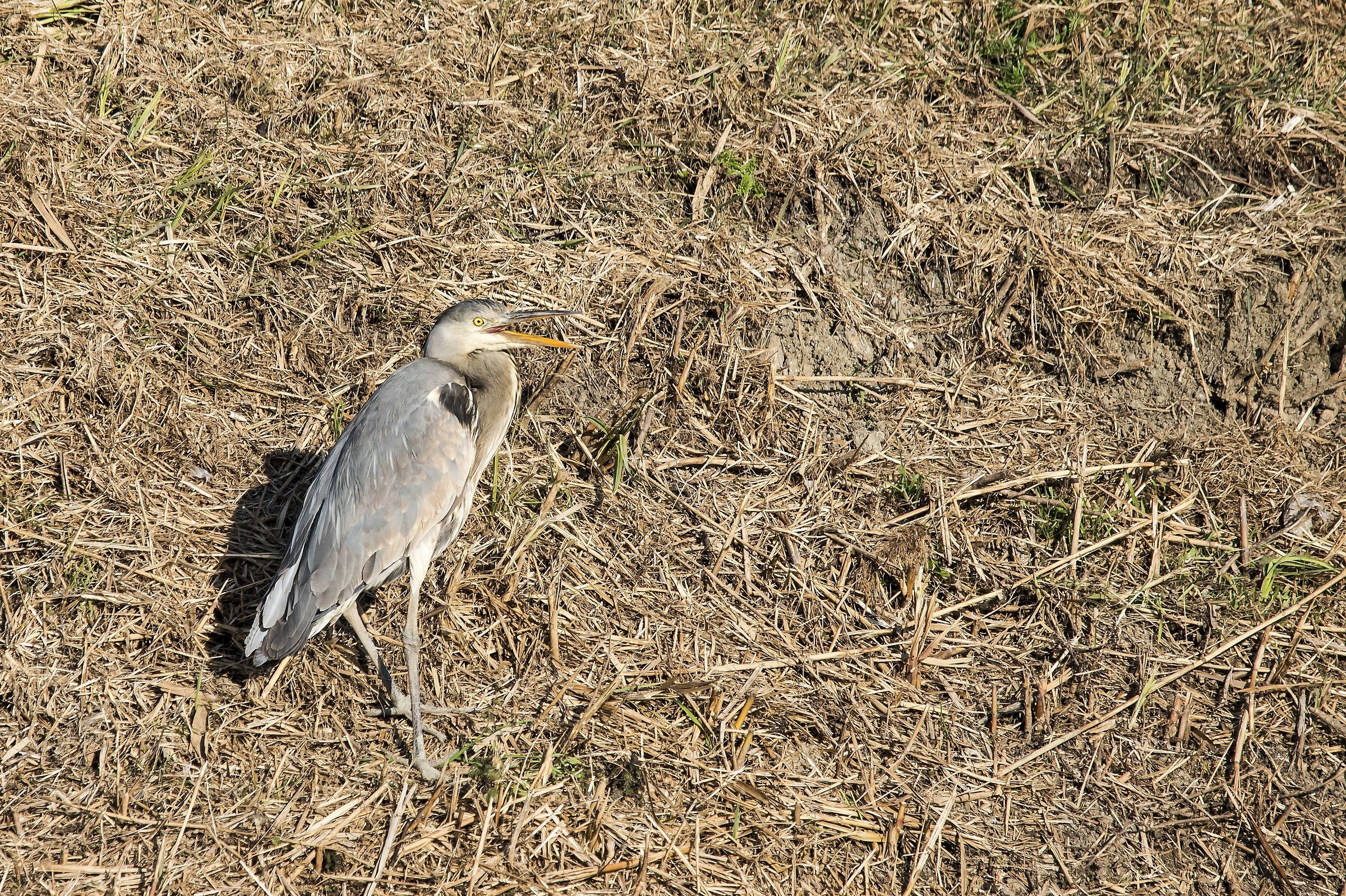 Grey Heron