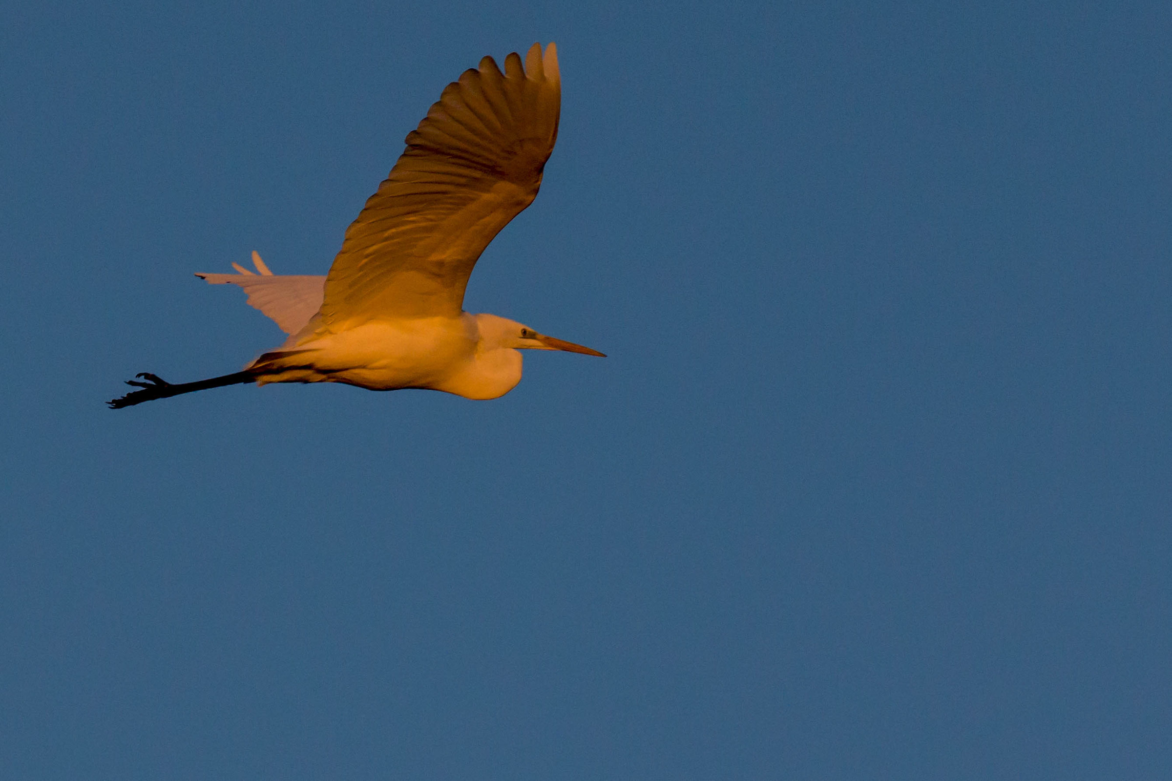 Airone bianco all'alba