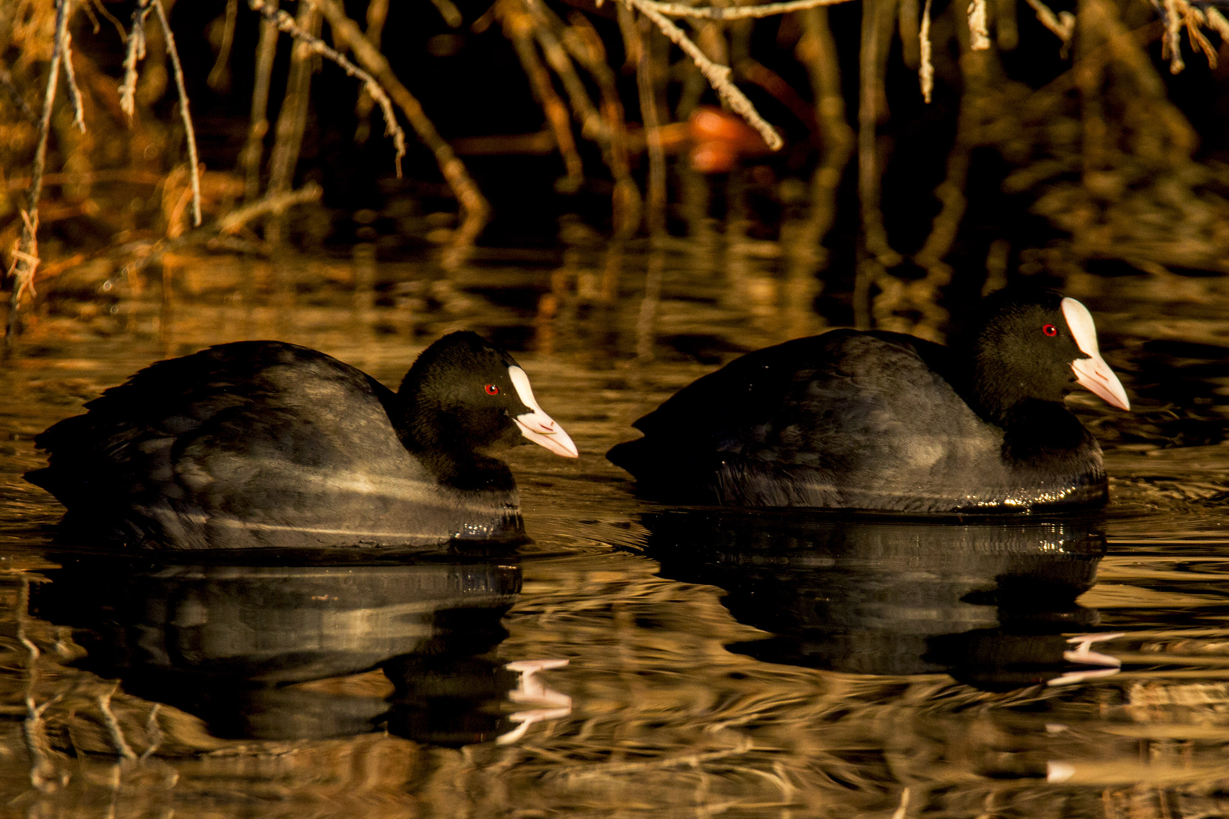 coots