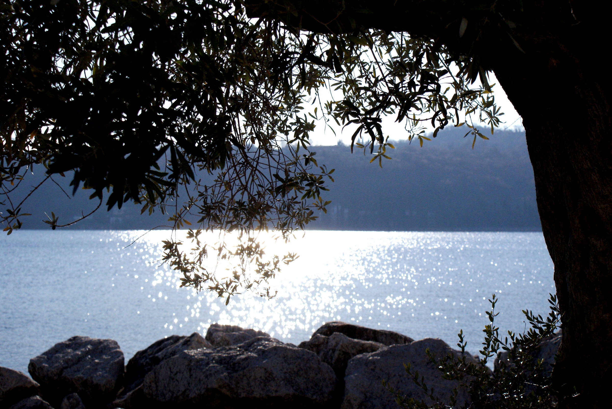 Backlit in the olive Salo