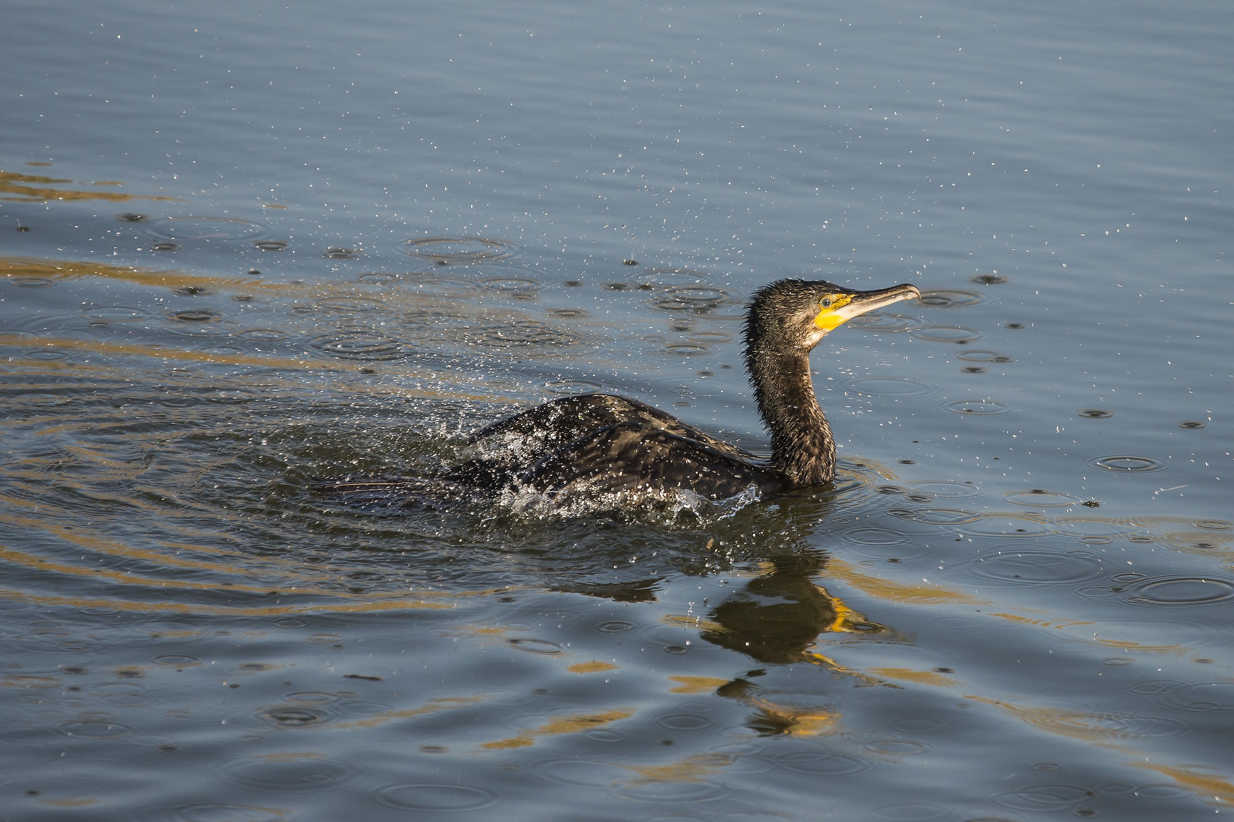 Cormorant