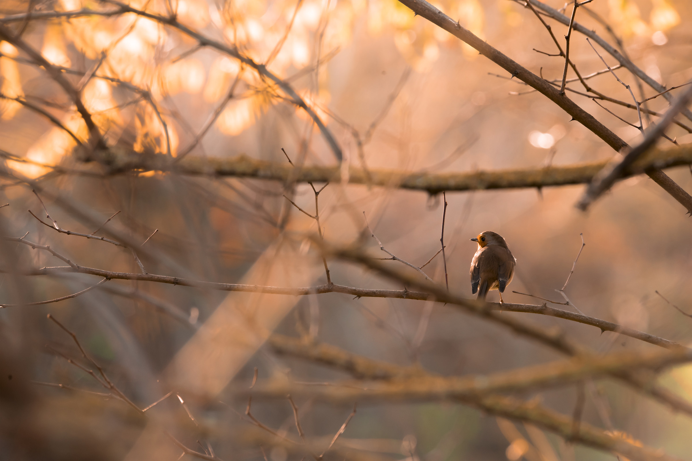 The sunrise of the robin.