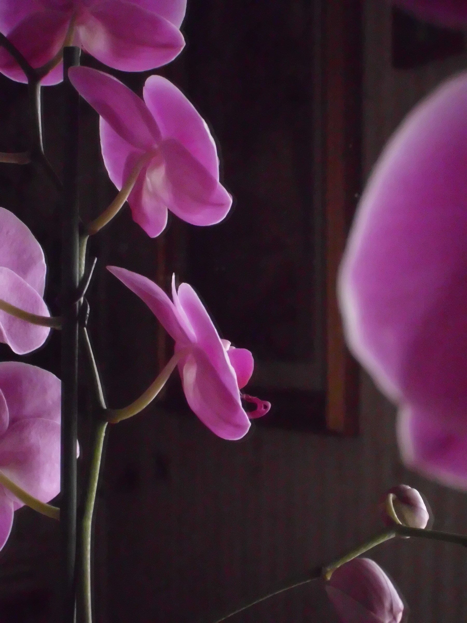 Profilil di orchidee