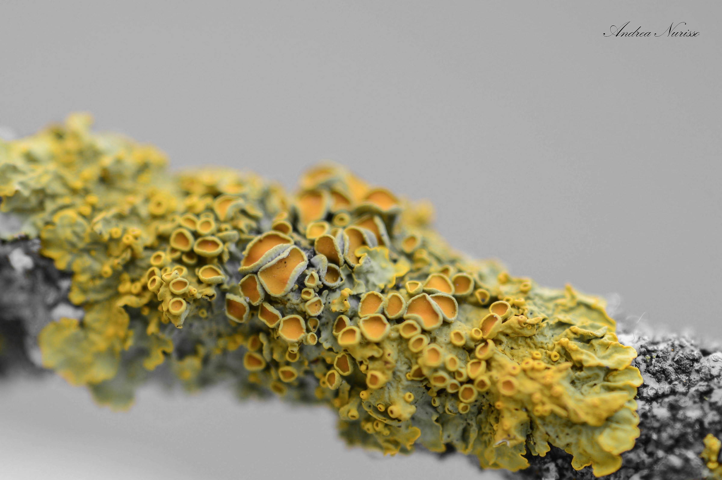 lichens