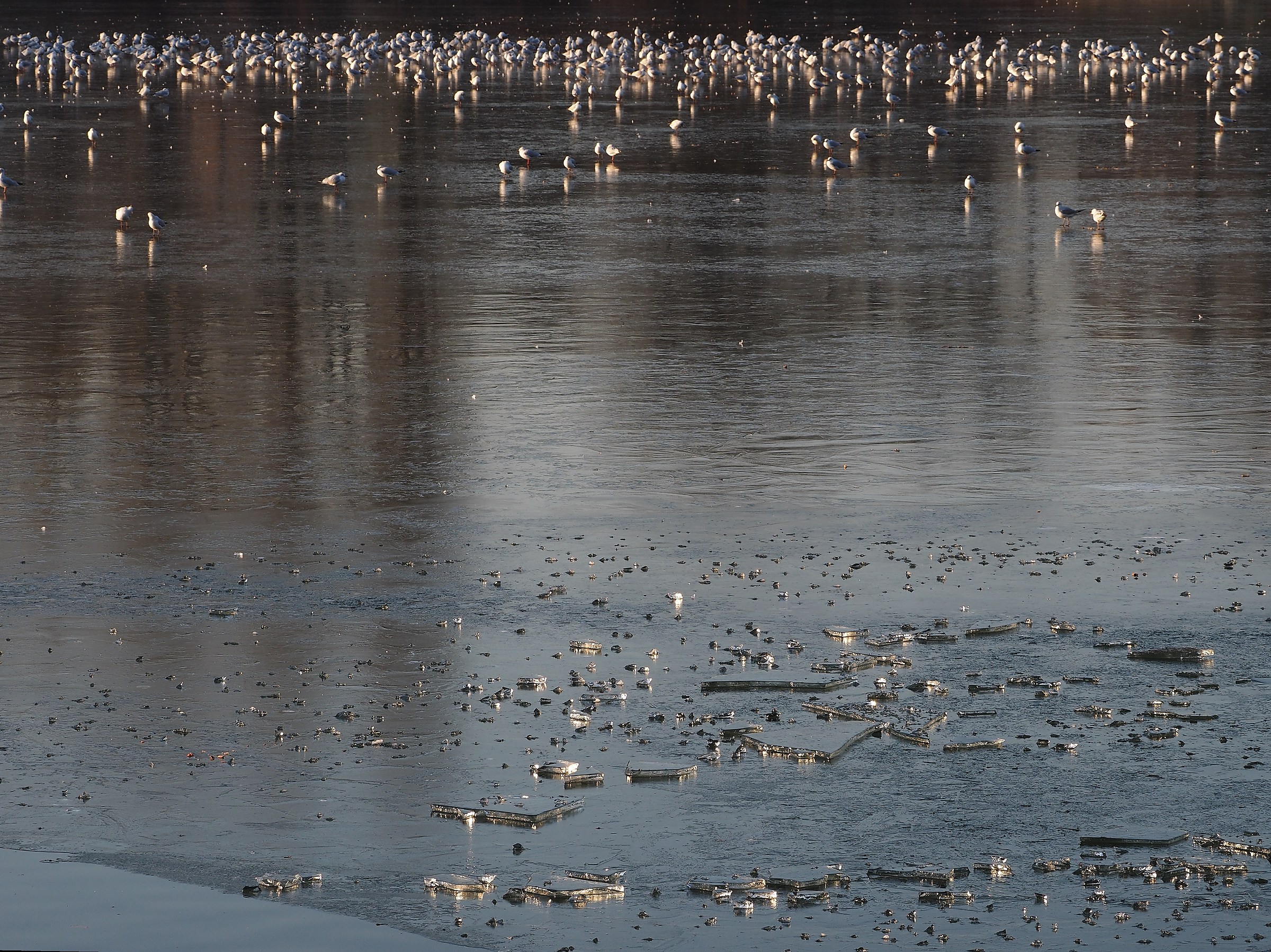 Ice and seagulls