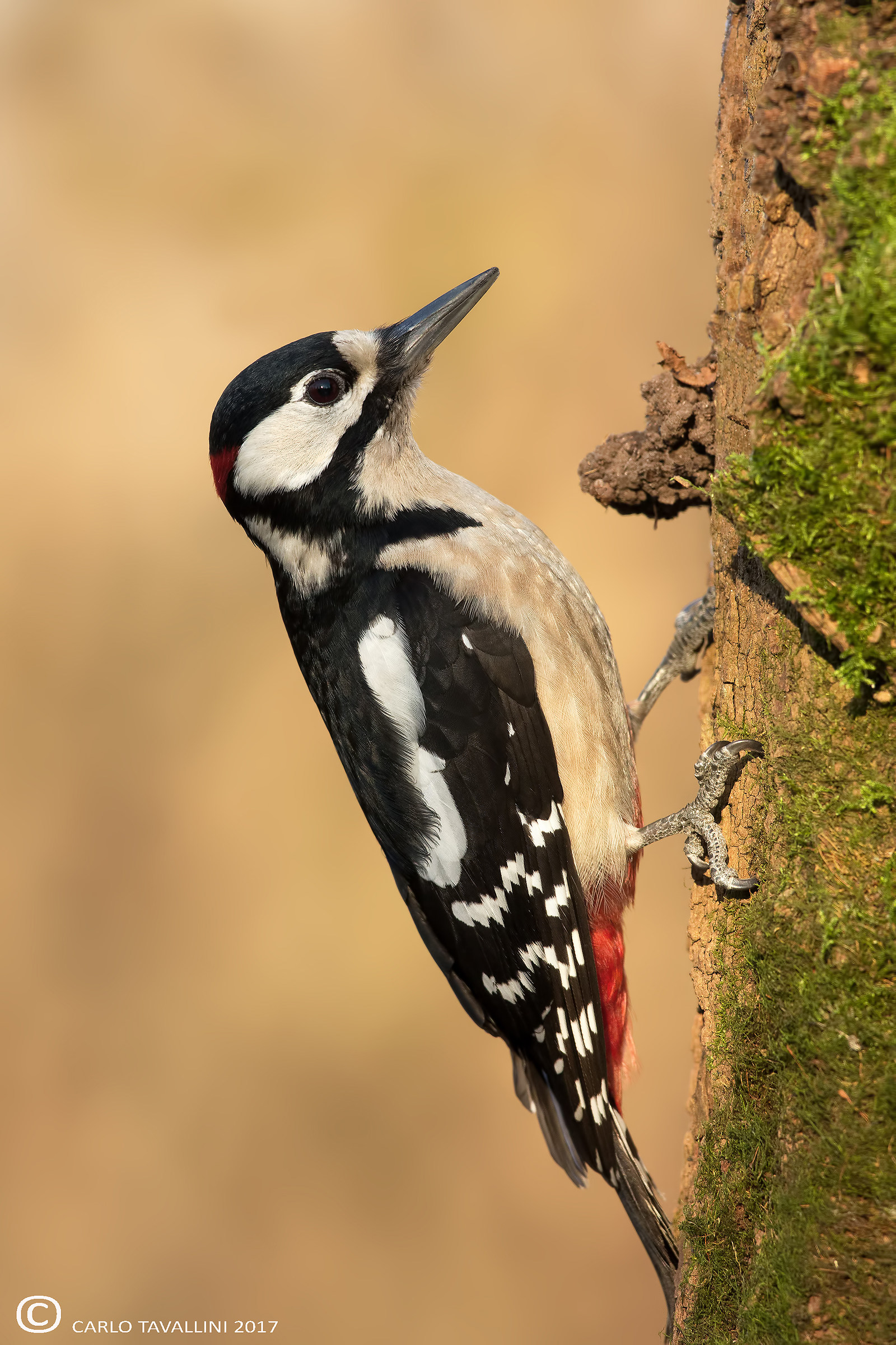 Picchio rosso maggiore