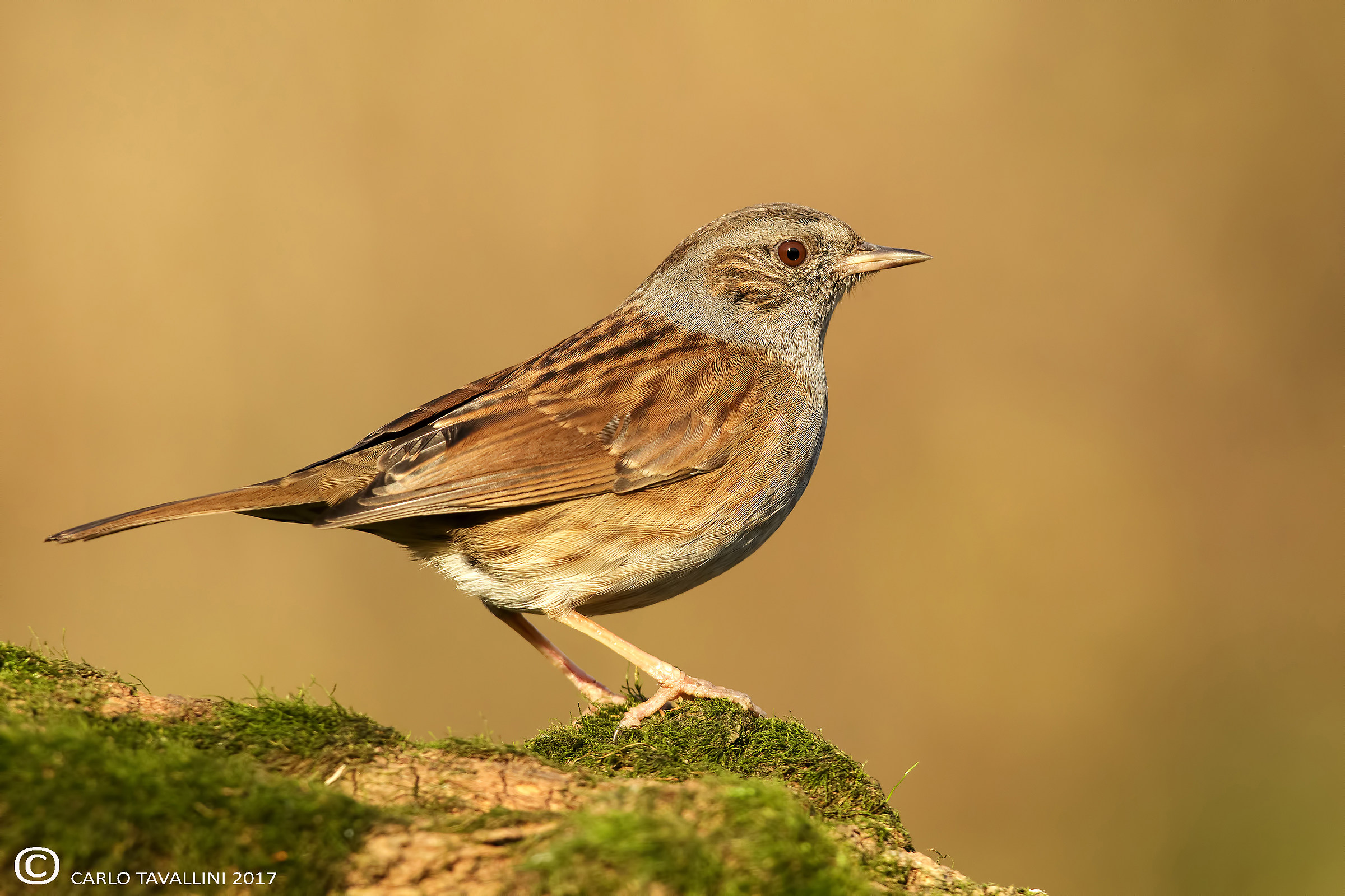 Dunnock