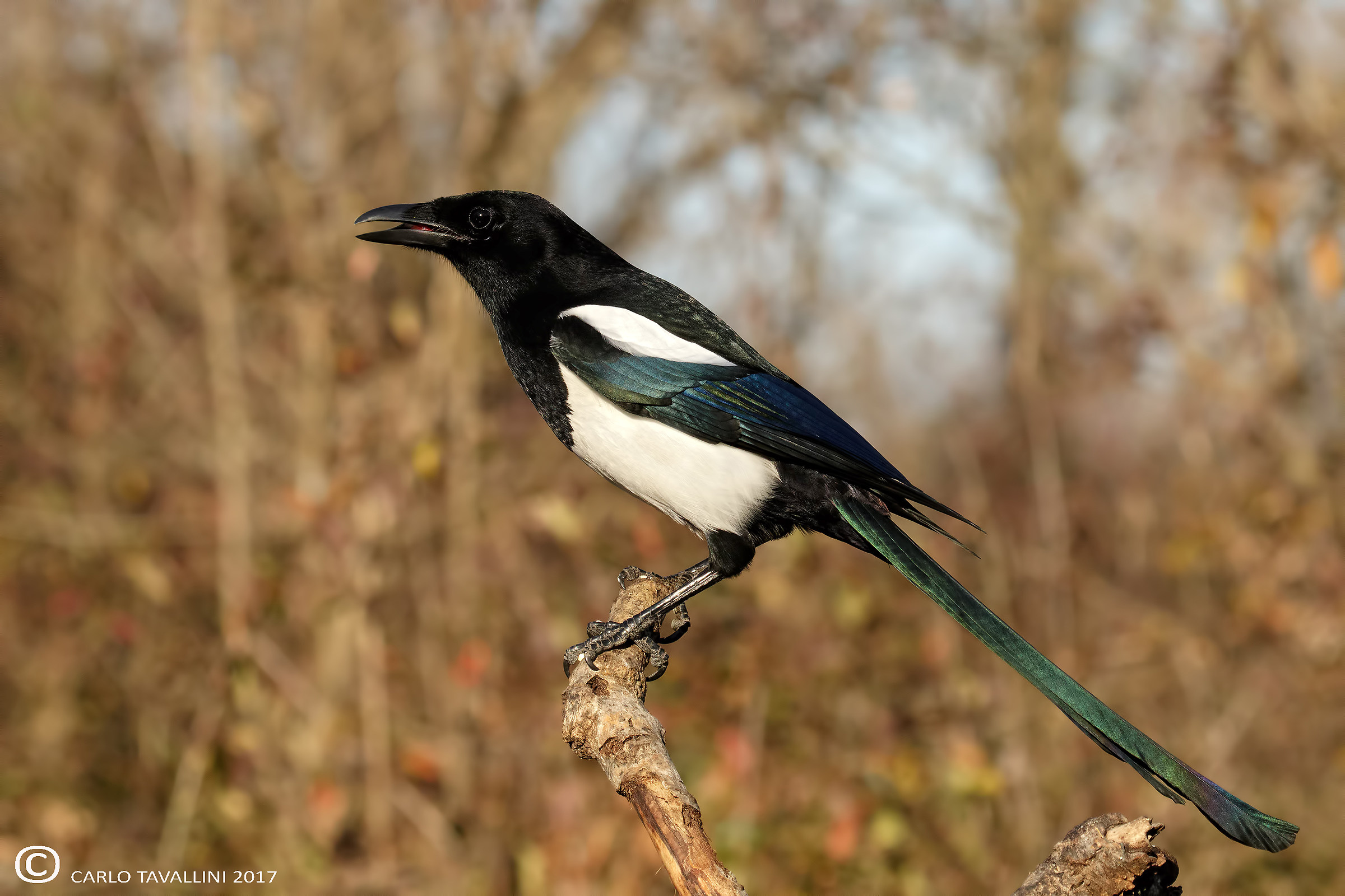 Magpie