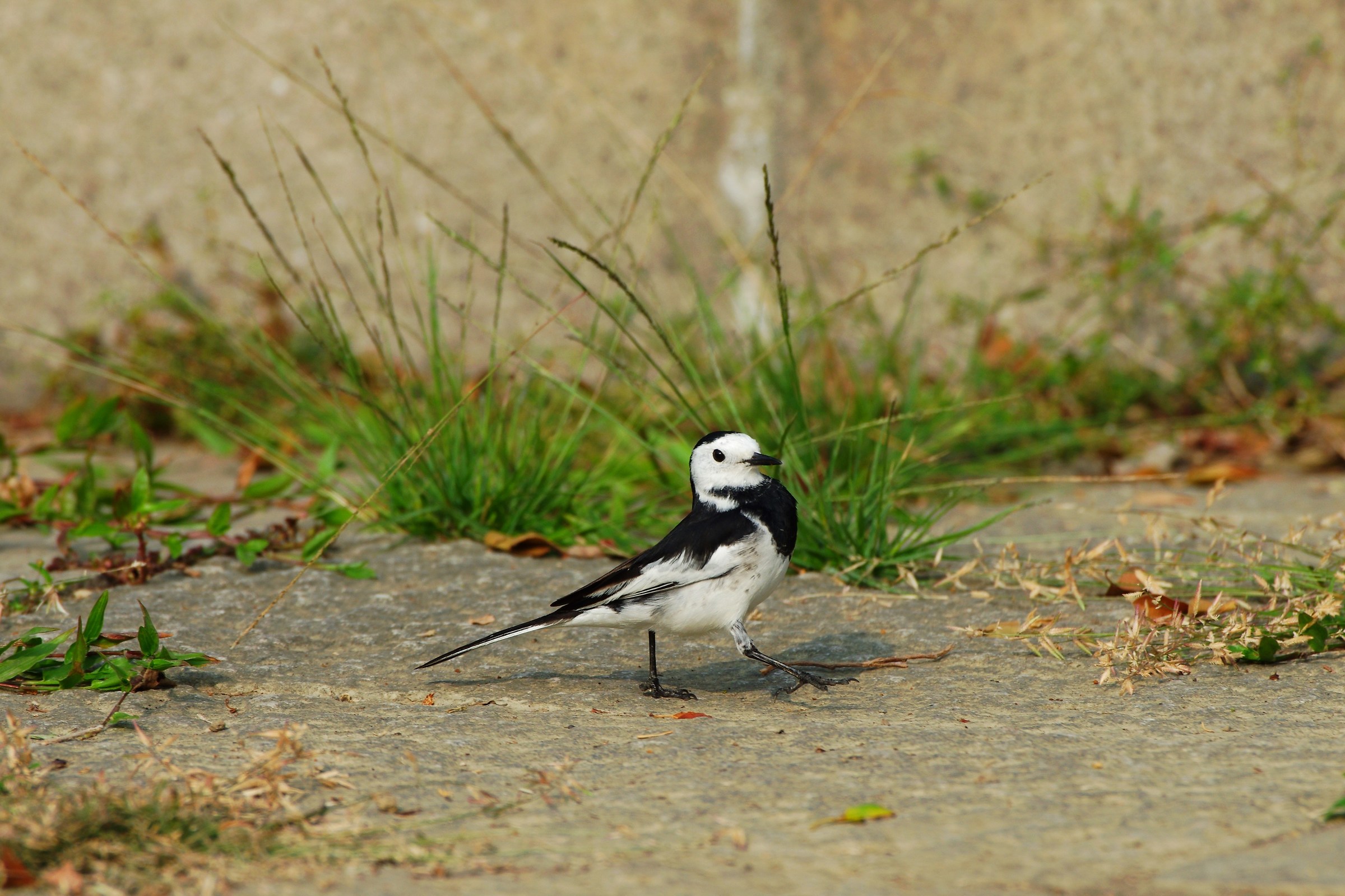 White Wagtail