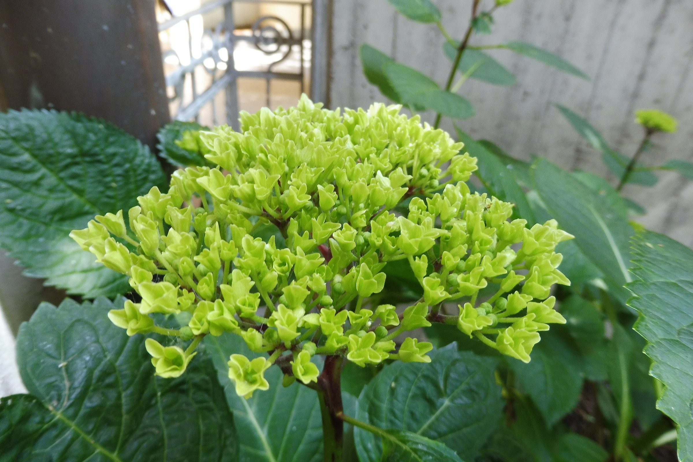 Ortensia con fiore verde