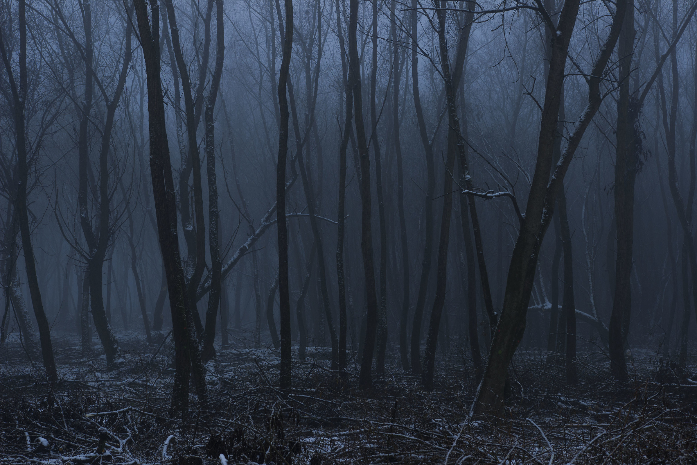 Una foresta che appartiene a un film horror