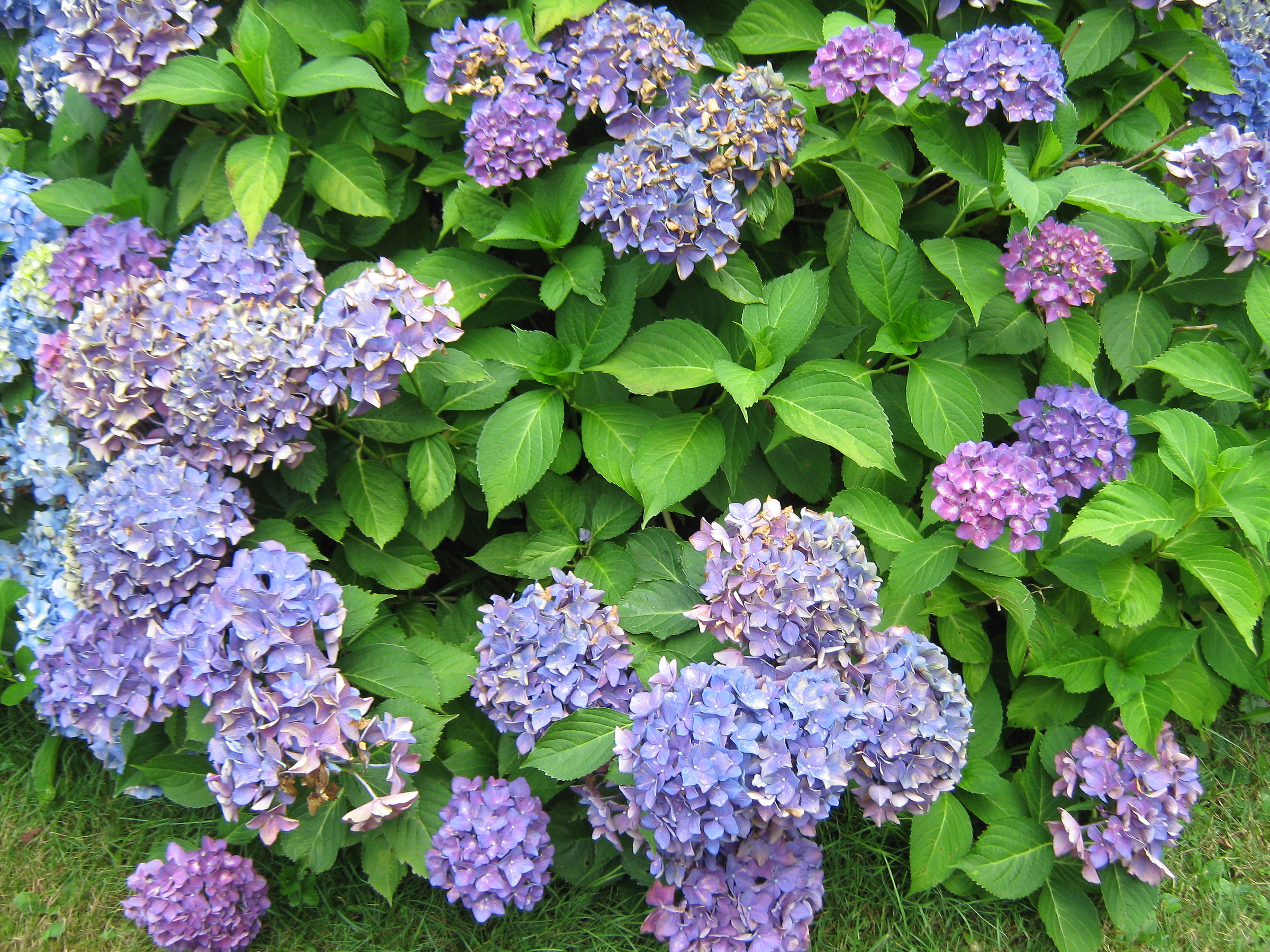 Ortensia con fiore blu