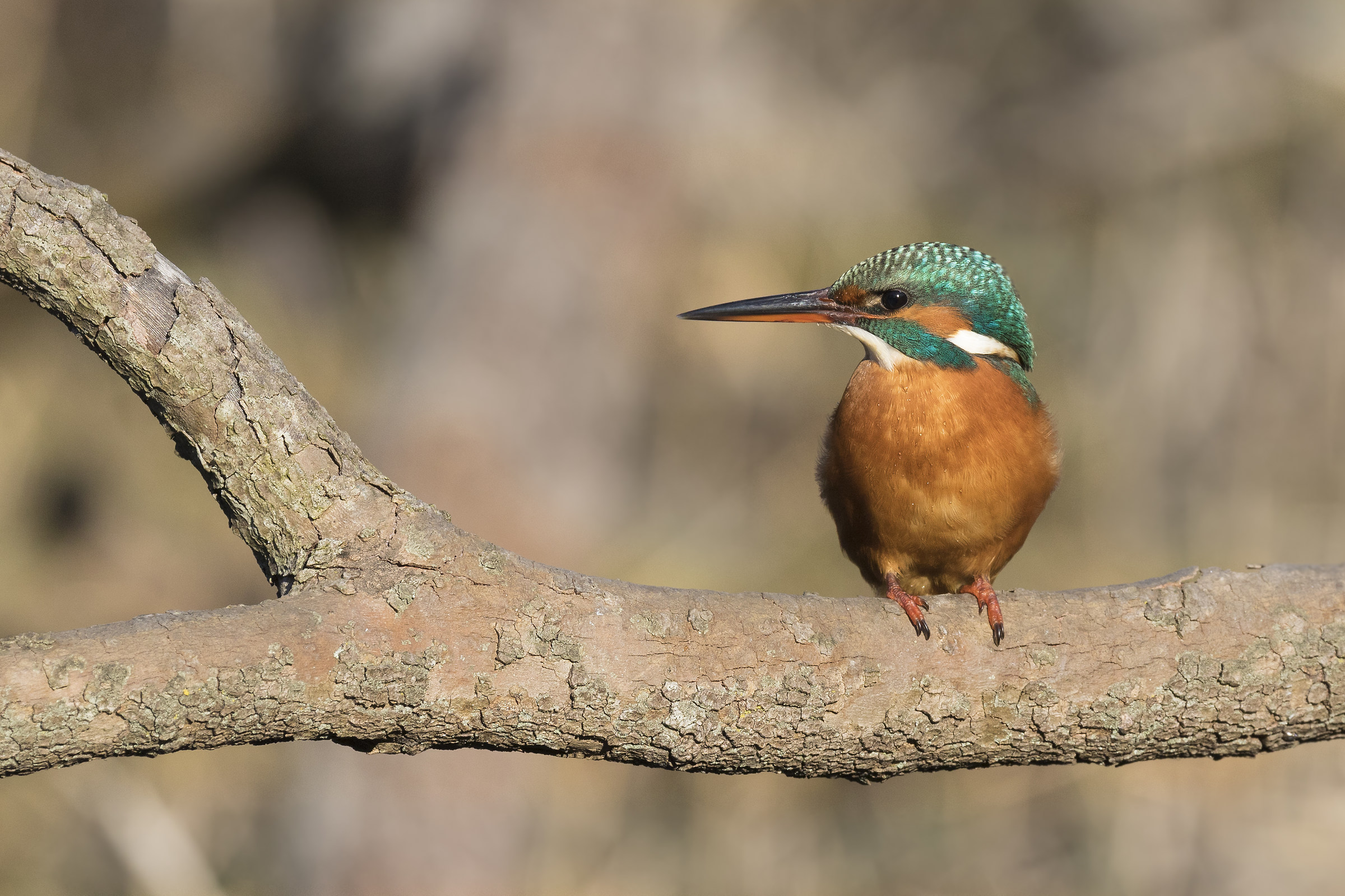 Il mio primo Martino