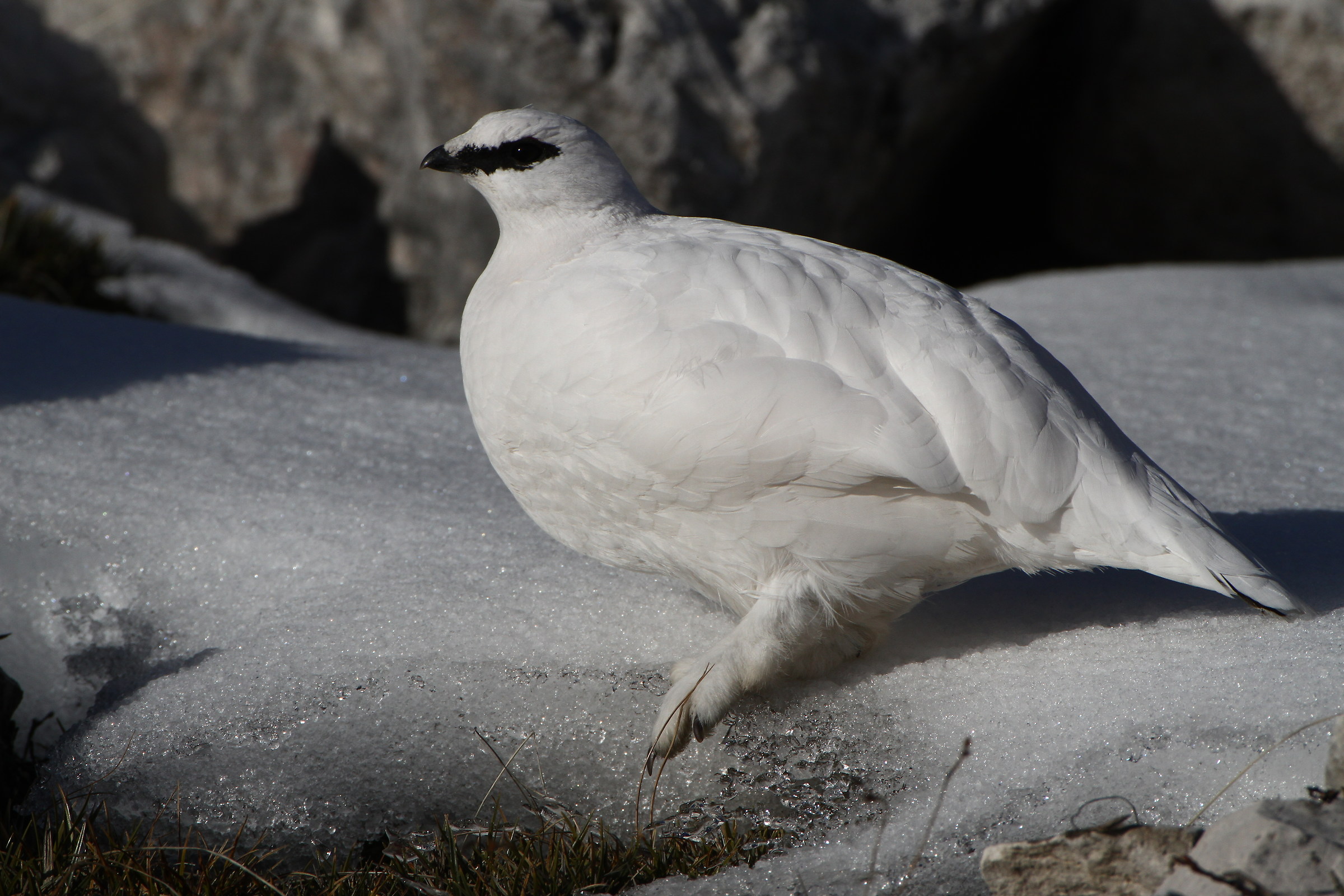 Pernice bianca - Dolomiti