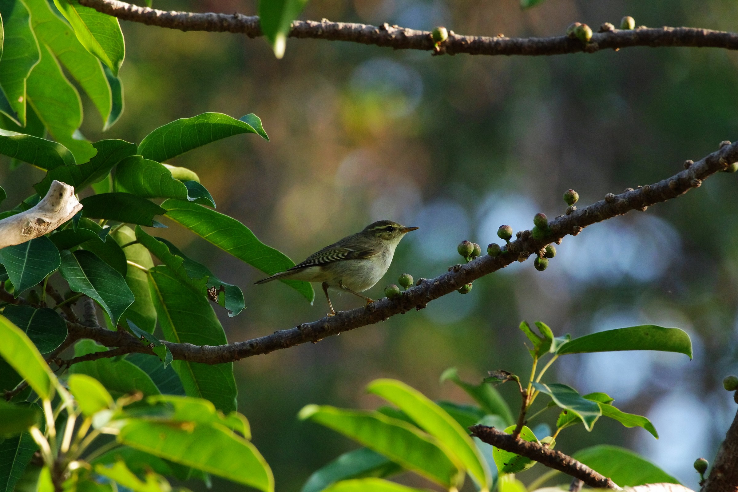 Arctic Warbler