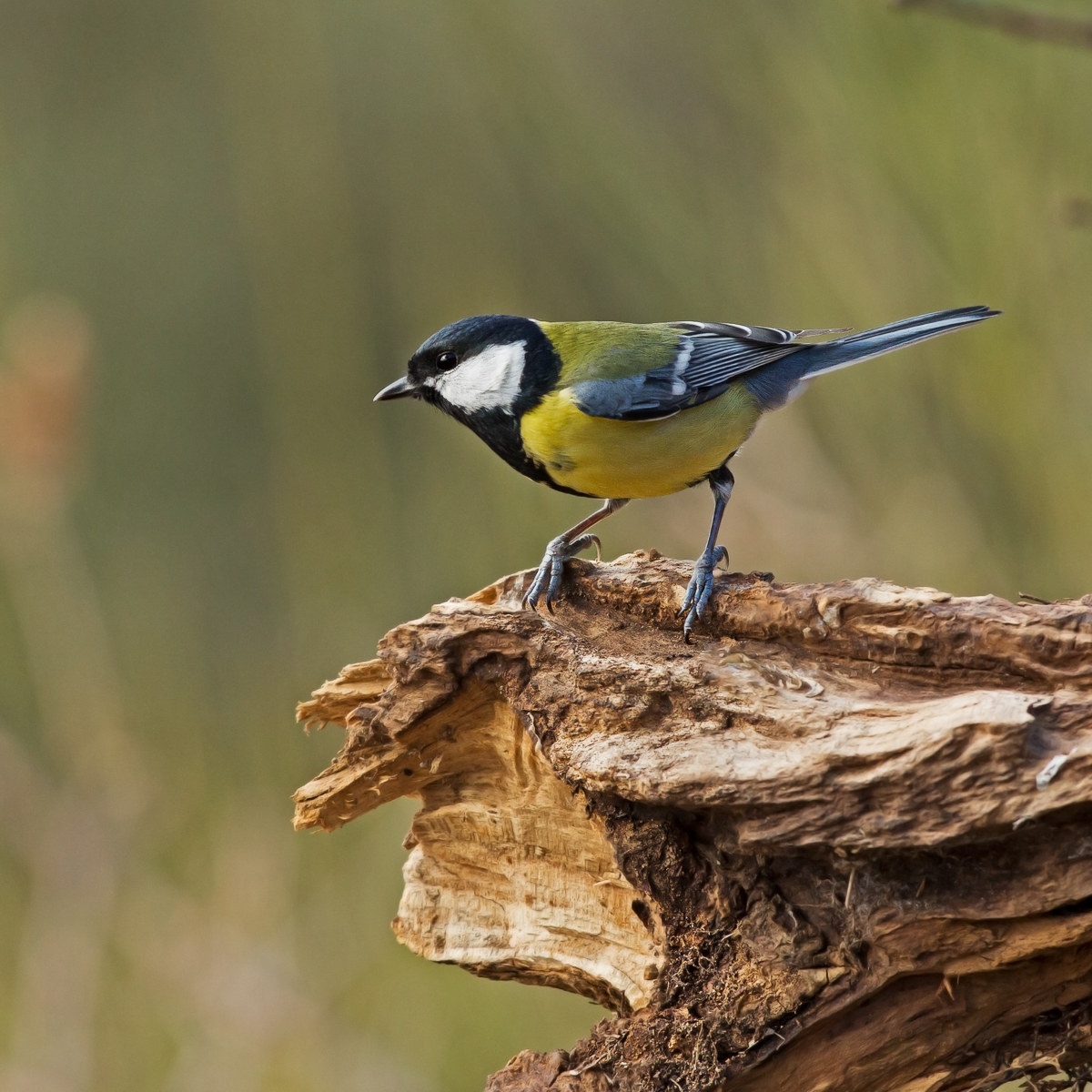 Cinciallegra - Parus major