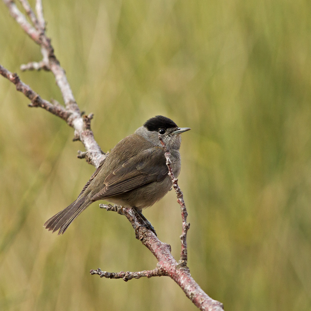 Capinera - Sylvia atricapilla