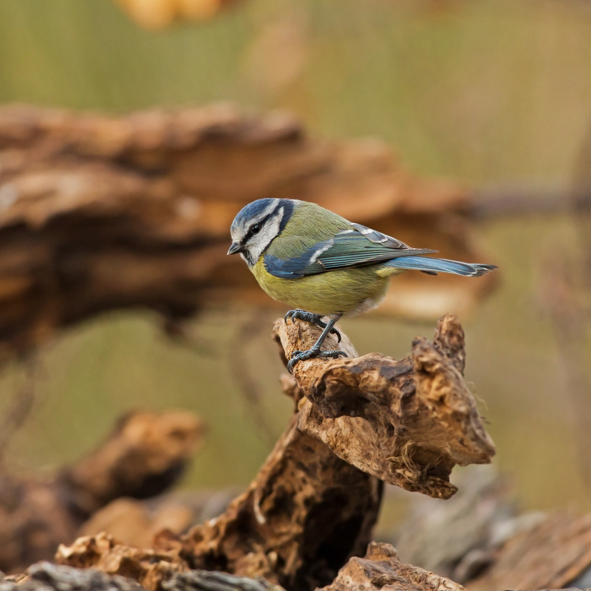 Cinciarella - Cyanistes caeruleus
