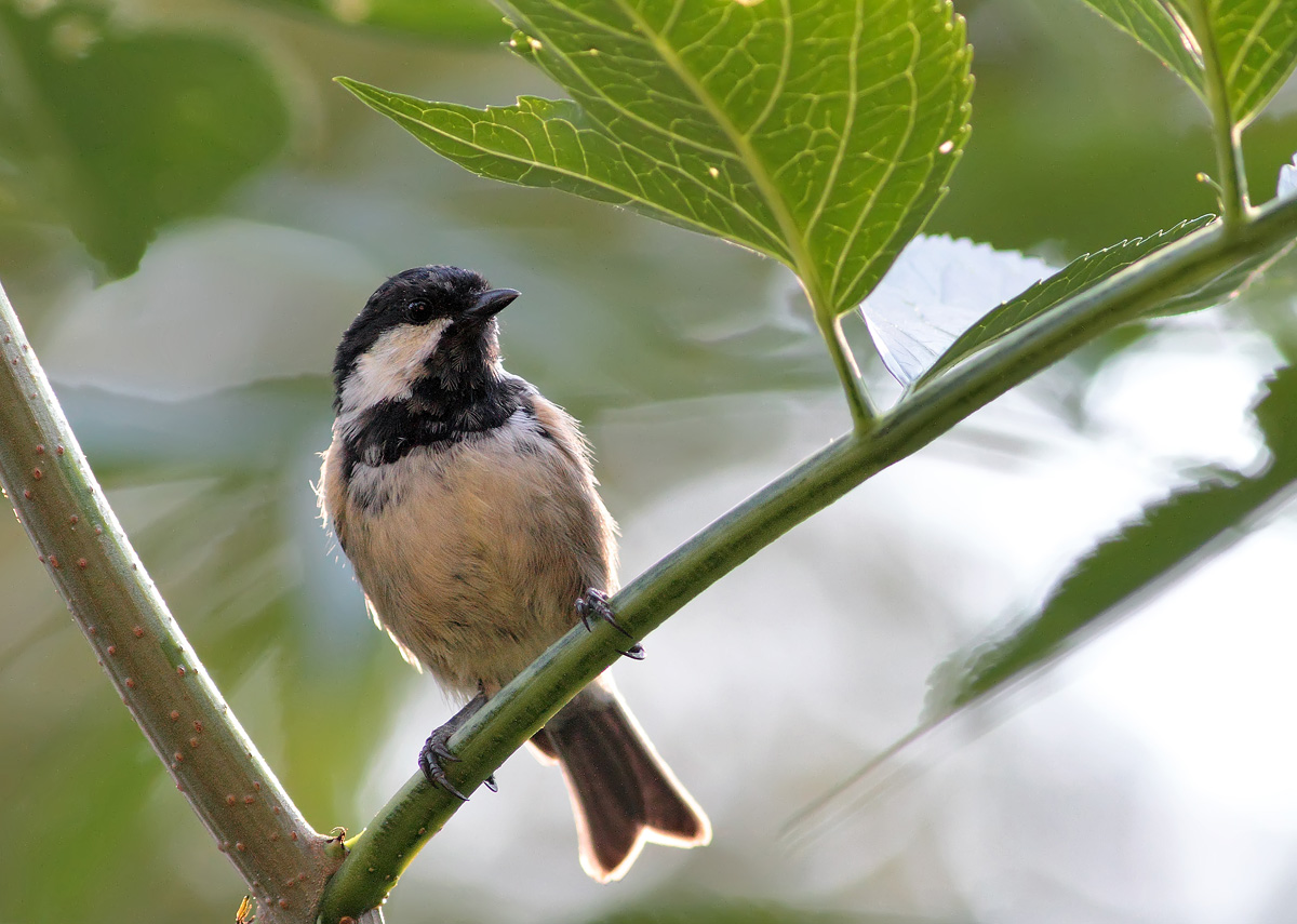 Coal Tit