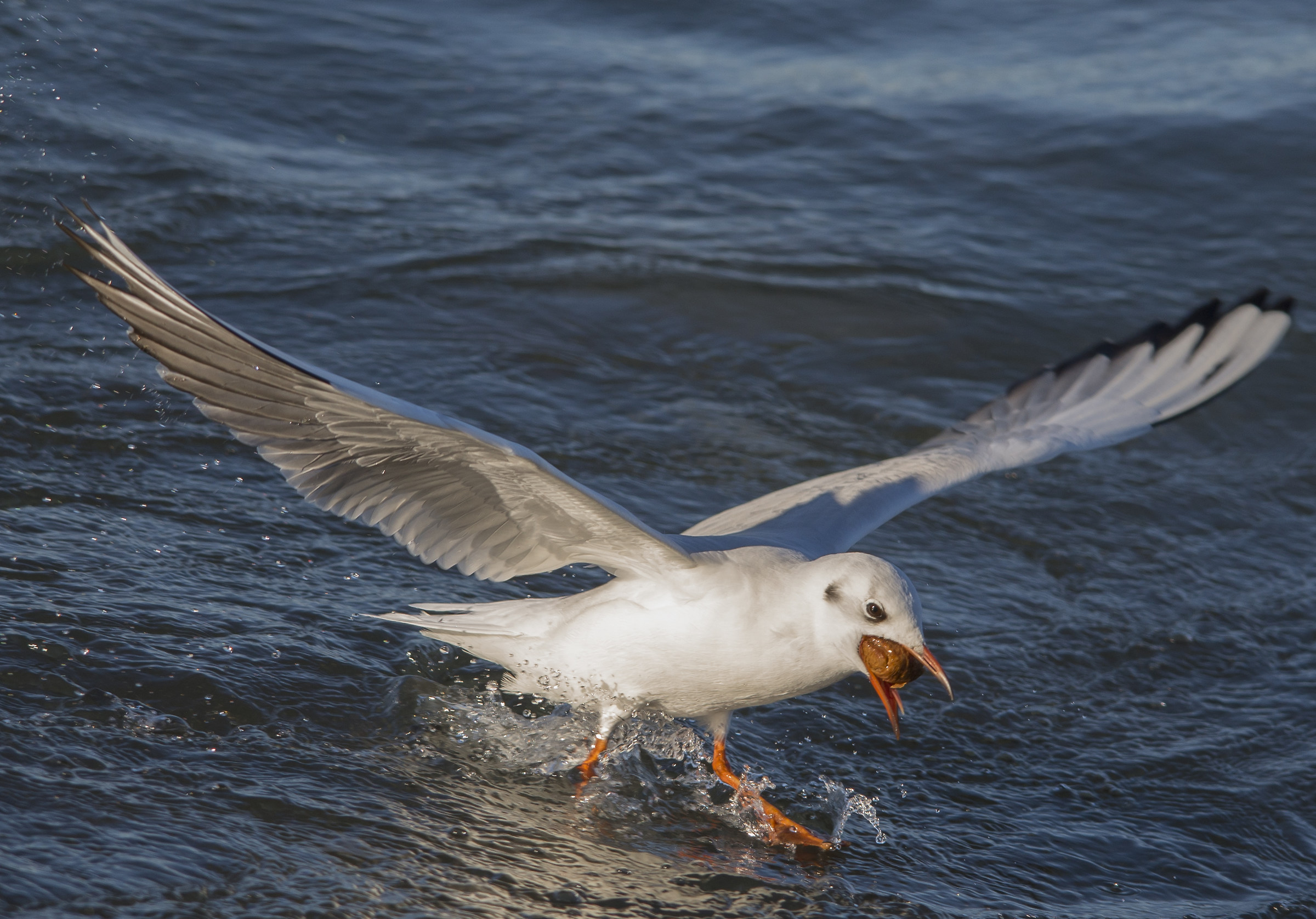 fishing gull