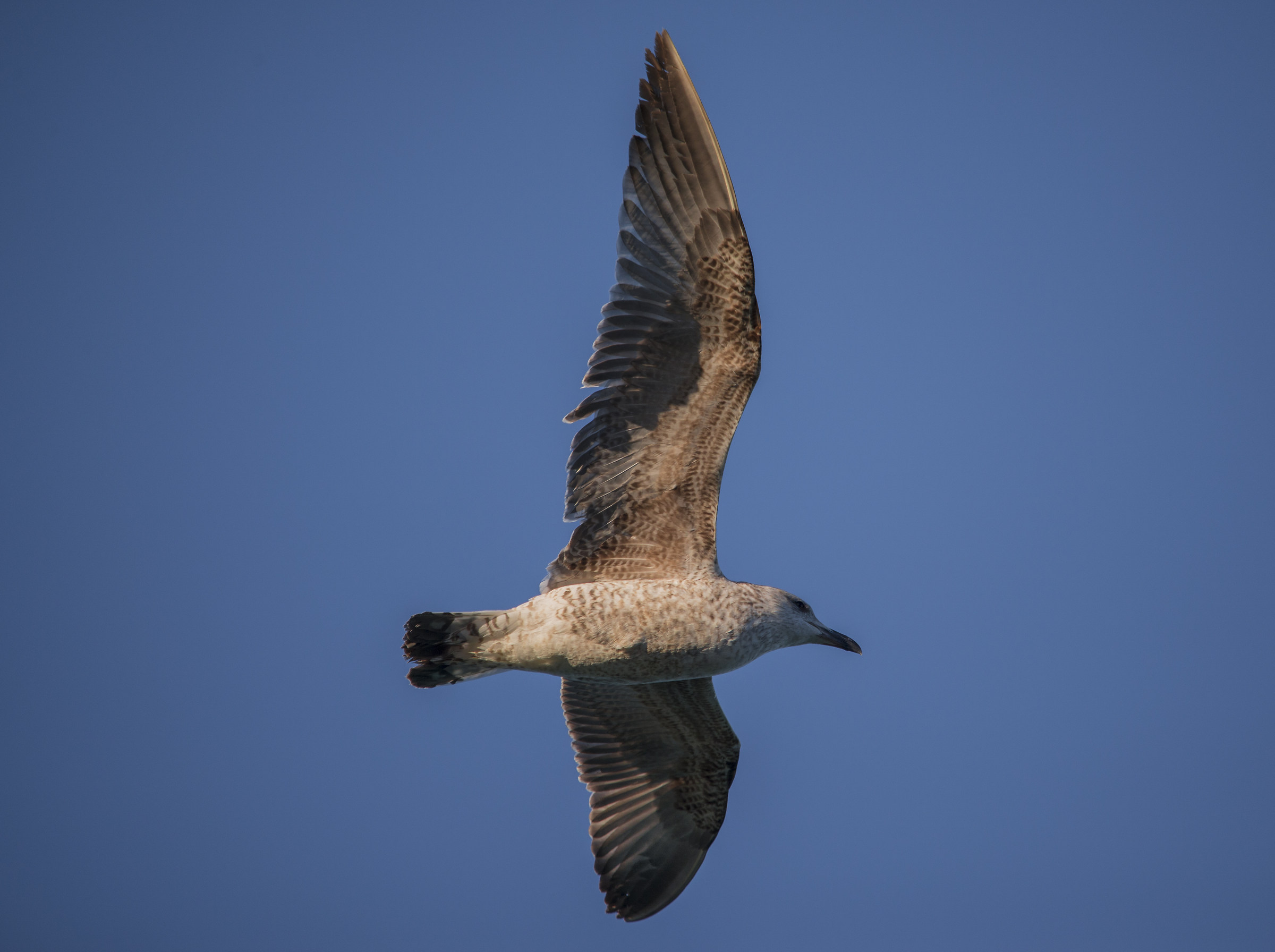 seagull in flight