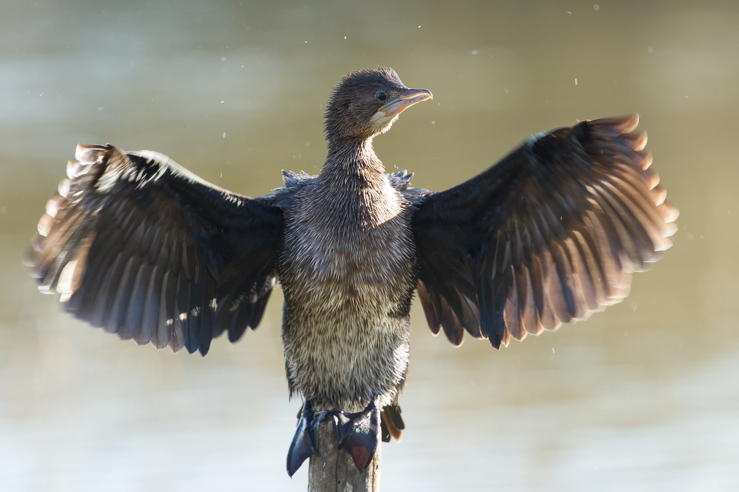 pygmy cormorant