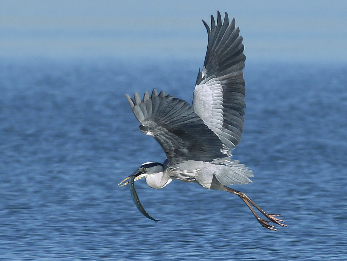 Airone cenerino con aguglia.