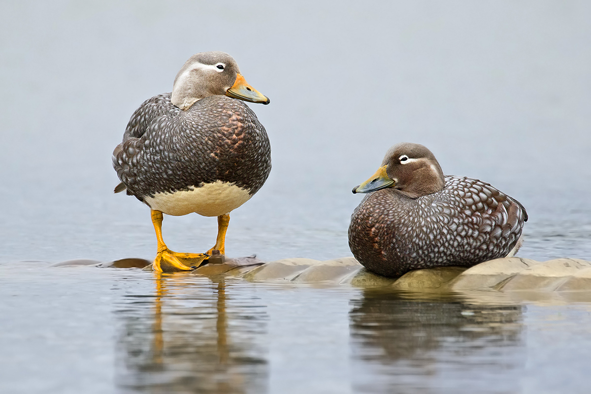 volatrice steamer duck