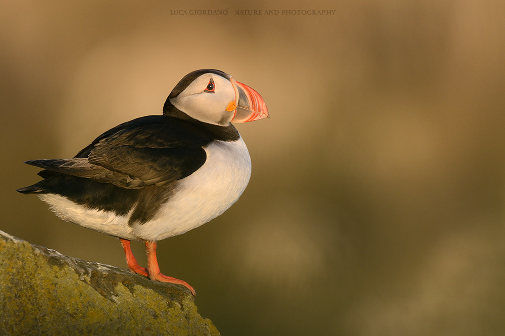 Puffin - Atlantic puffin