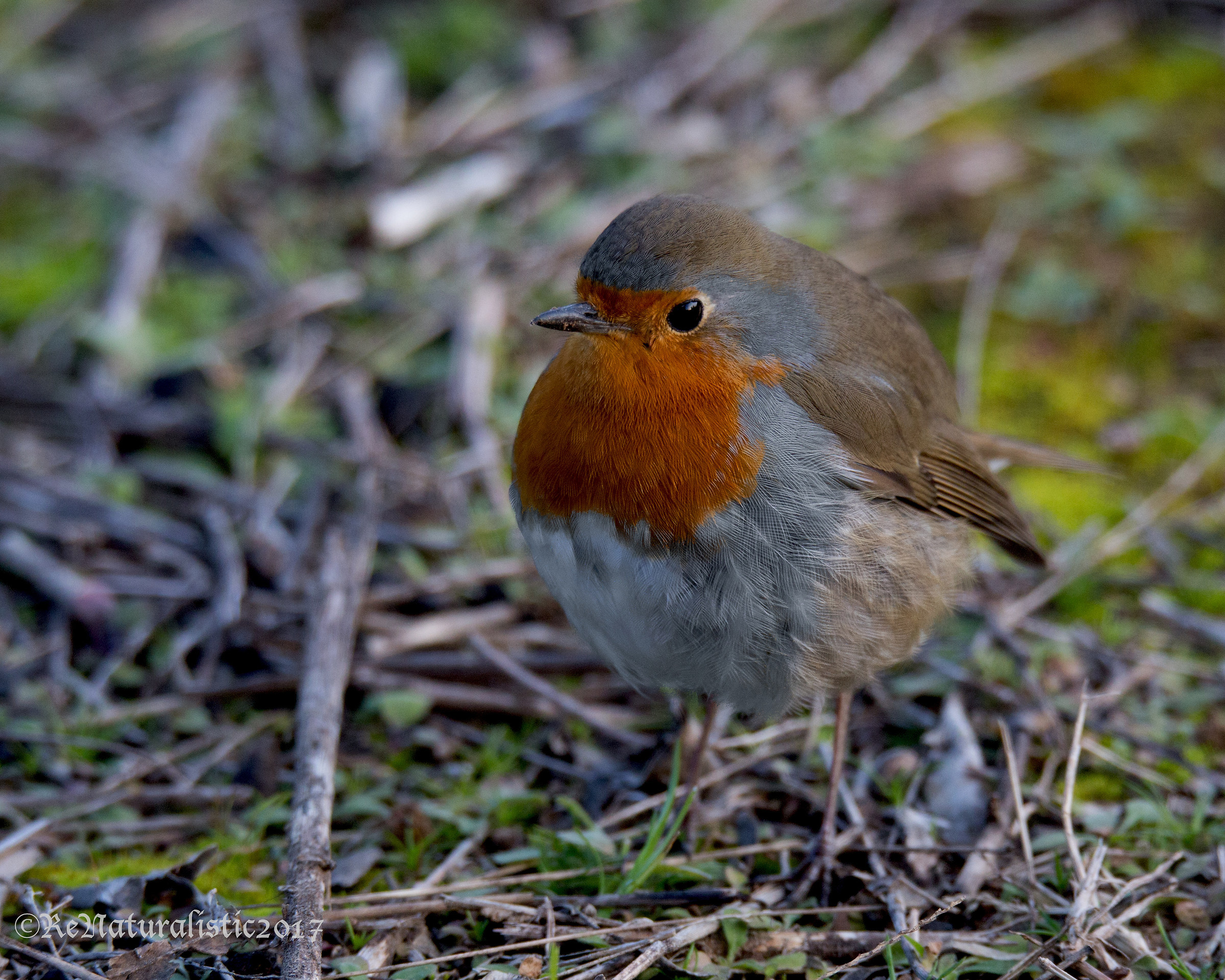 robin II