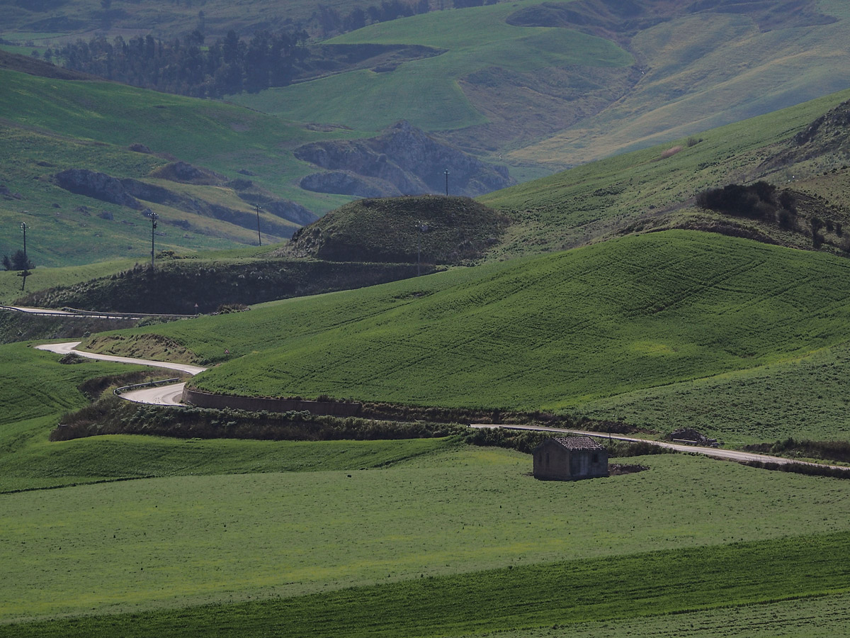 In a carpet of grass