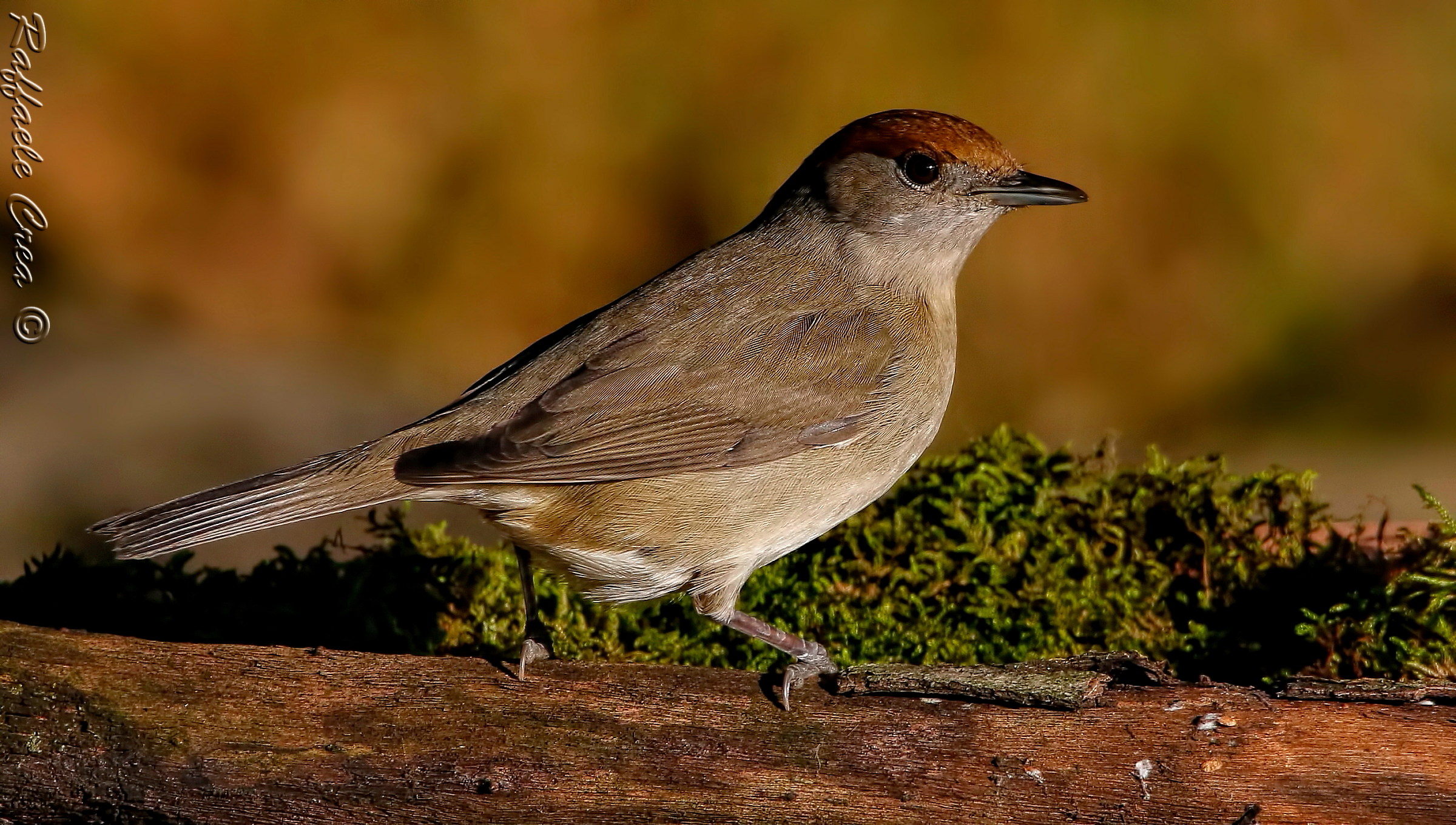 Capinera al tramonto