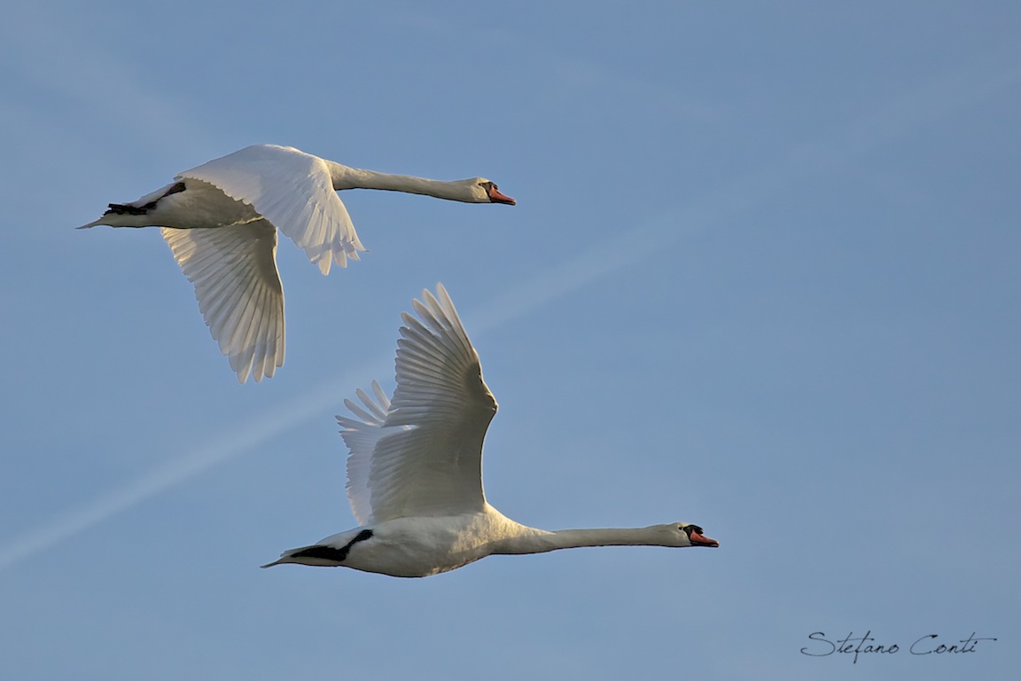 Mute swans in flight